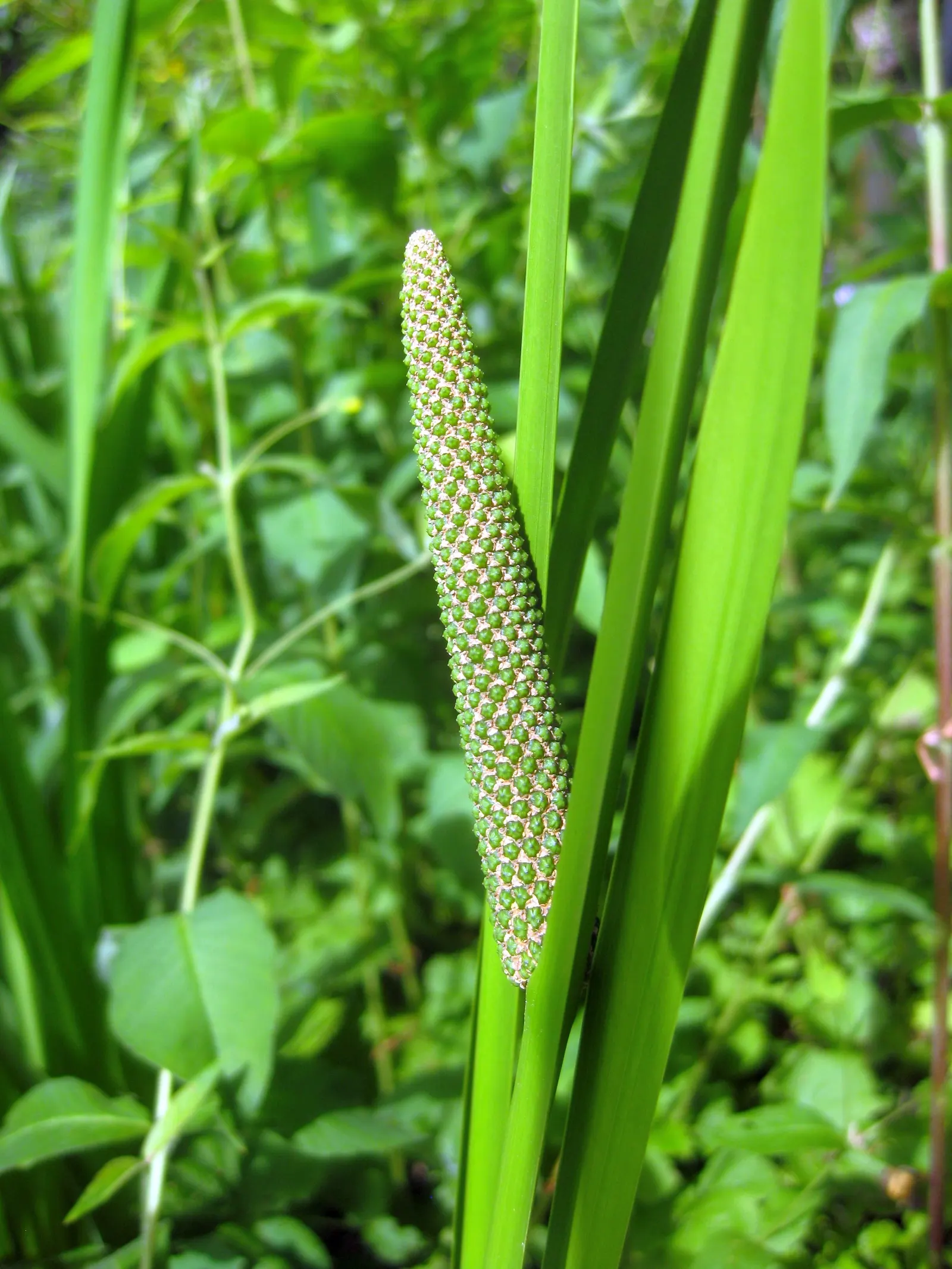 Sweet Flag (Acorus Calamus) — It typically grows 2-4 feet tall and thrives in wet soils, often along edges of ponds and streams