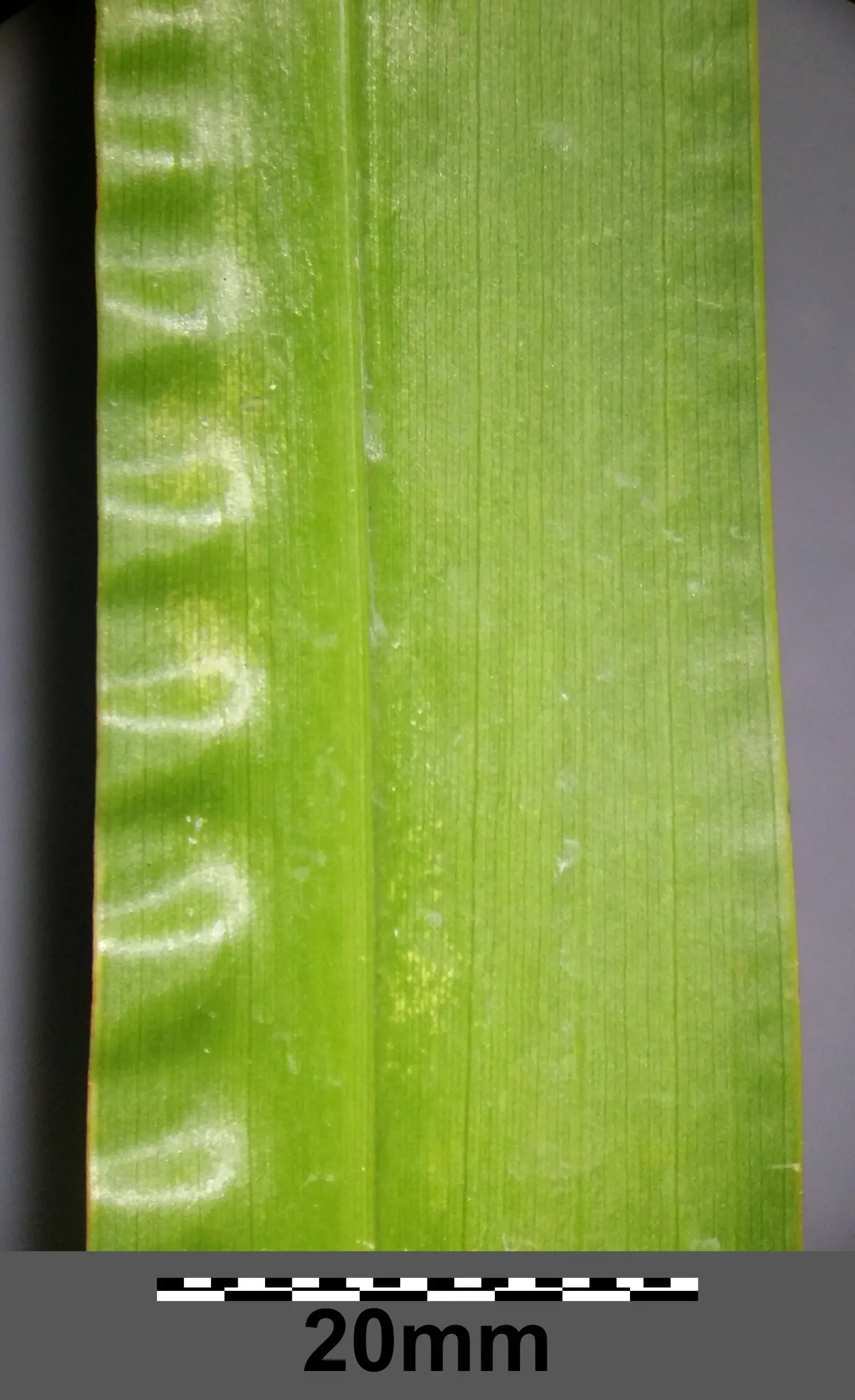 Sweet Flag (Acorus Calamus) — Sweet Flag (Acorus calamus) is a perennial marsh plant featuring sword-shaped leaves and a fragrant; zones 4-10 suit it best, and