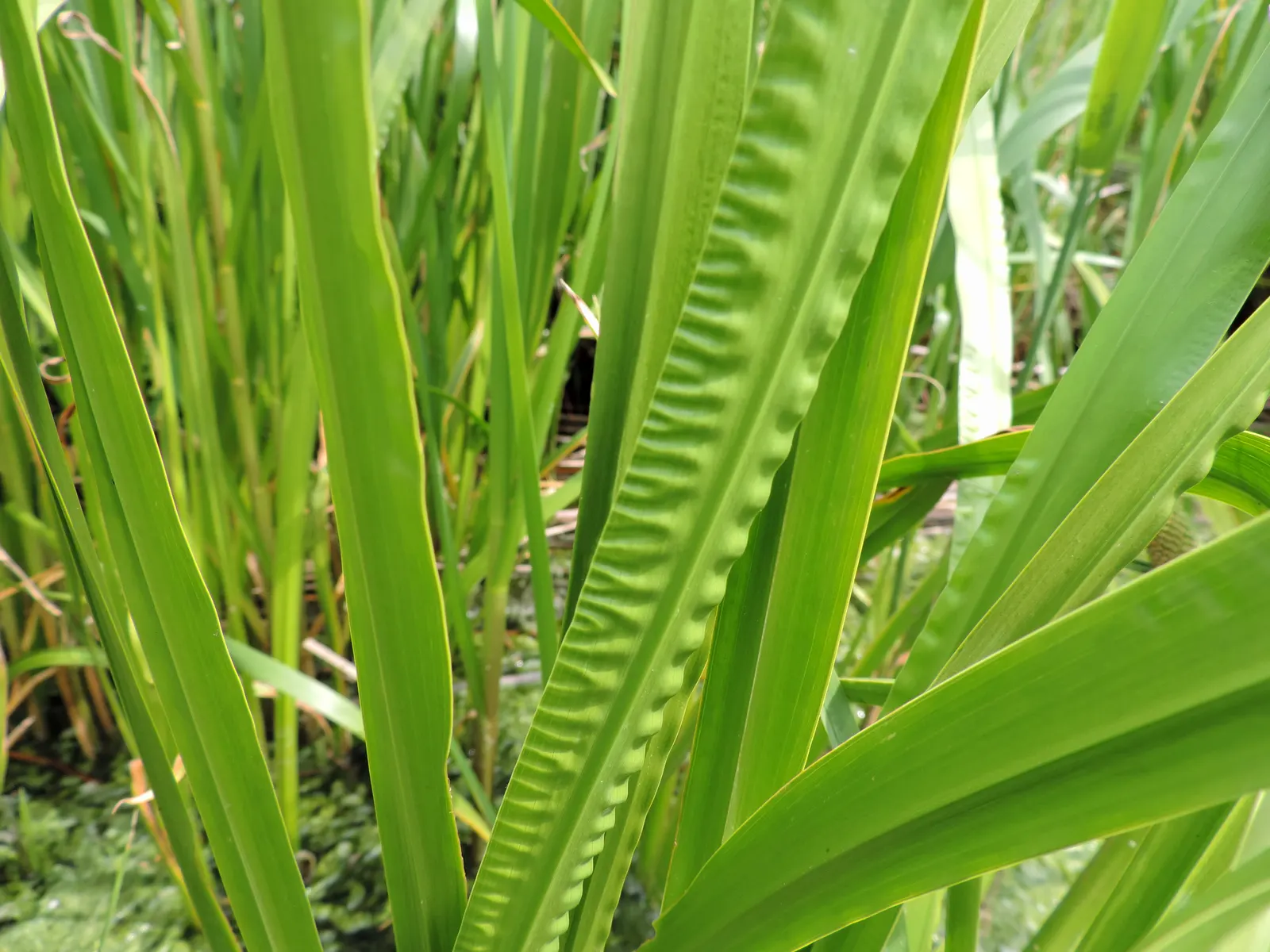 Sweet Flag (Acorus Calamus) — its fragrance more than compensates