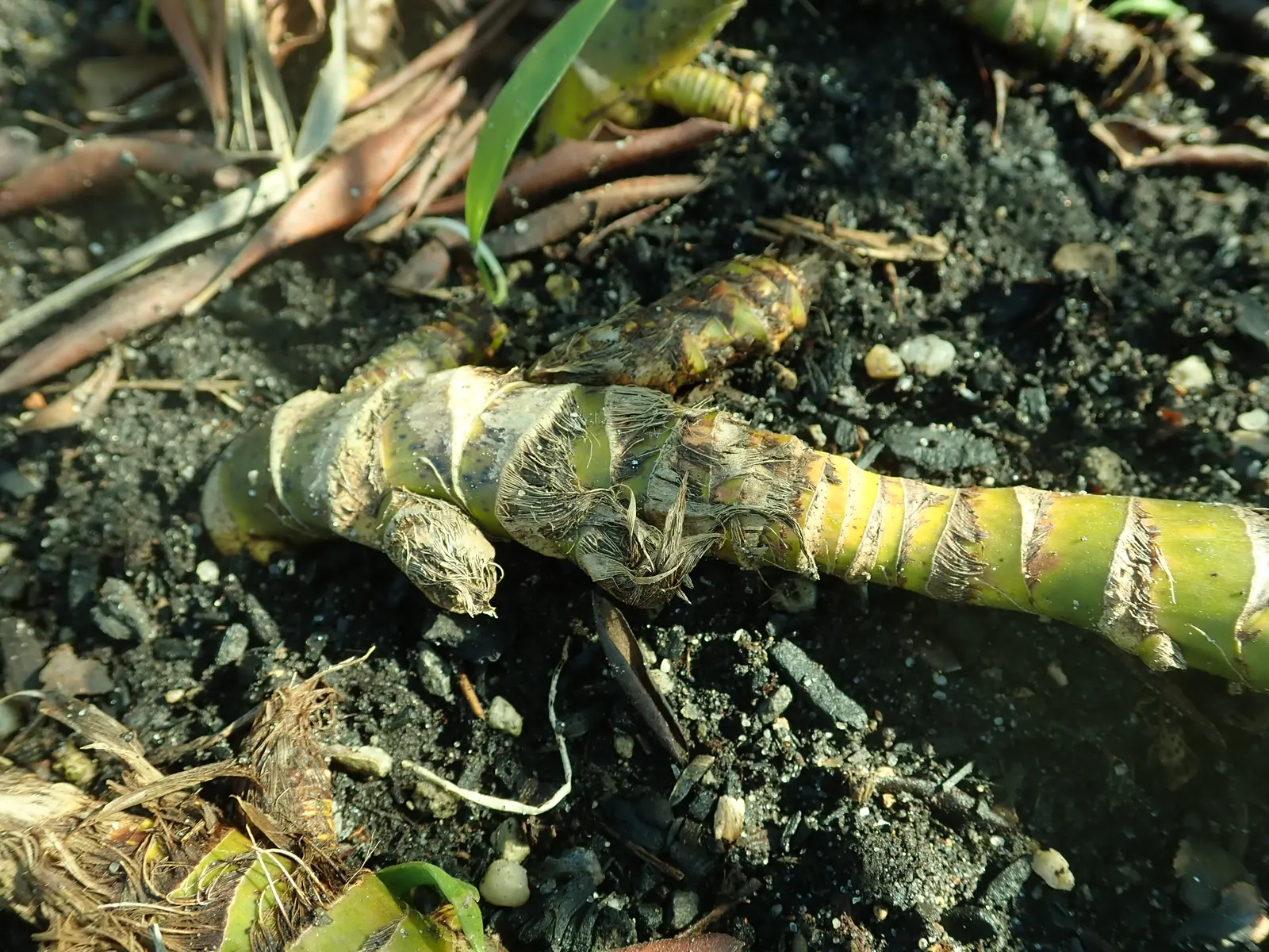 Sweet Flag (Acorus Calamus) — all parts of the Sweet Flag are considered toxic if ingested in large quantities; provides a vertical accent with its glossy