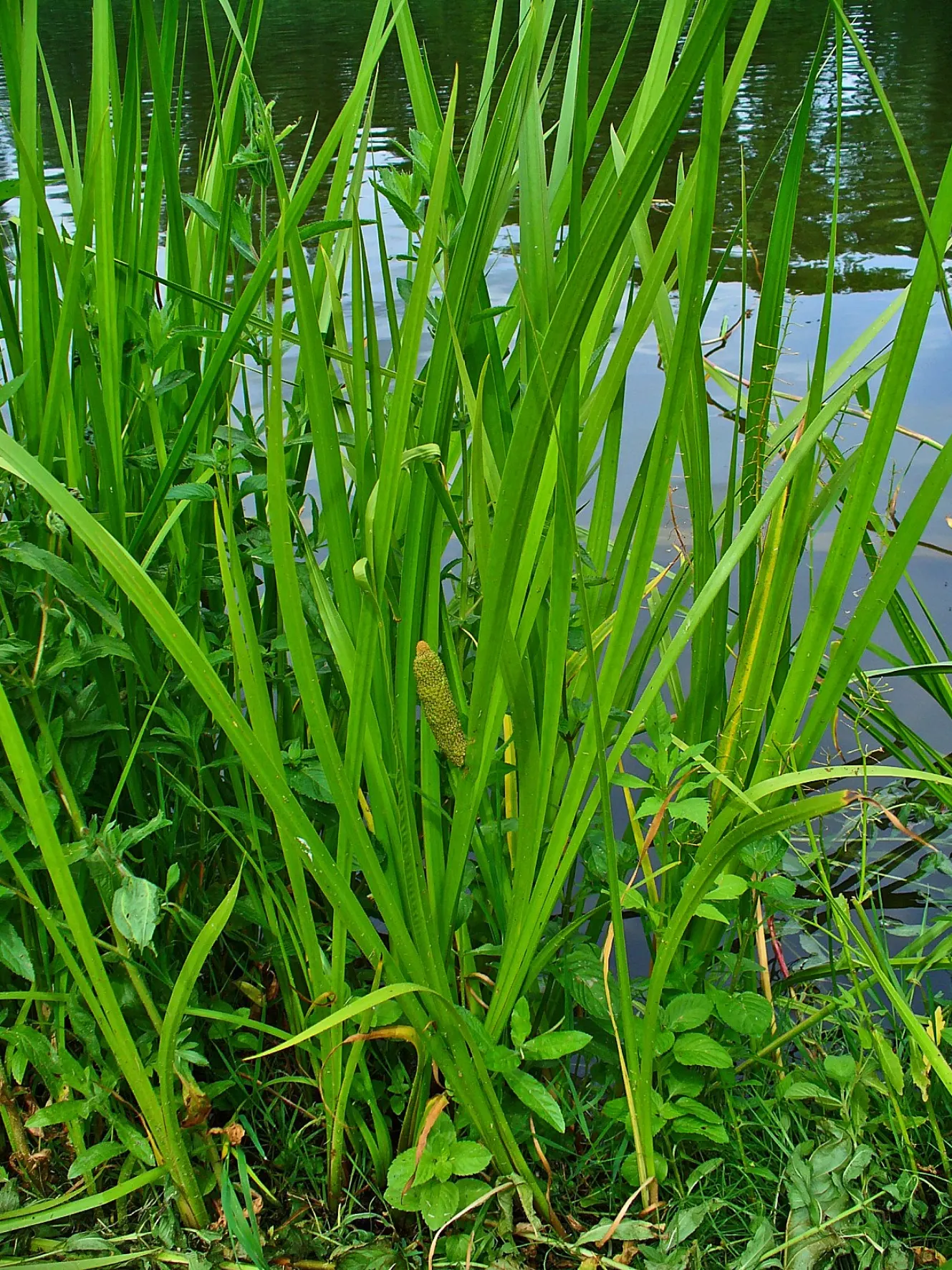 Sweet Flag (Acorus Calamus) — Though not known for its flowers