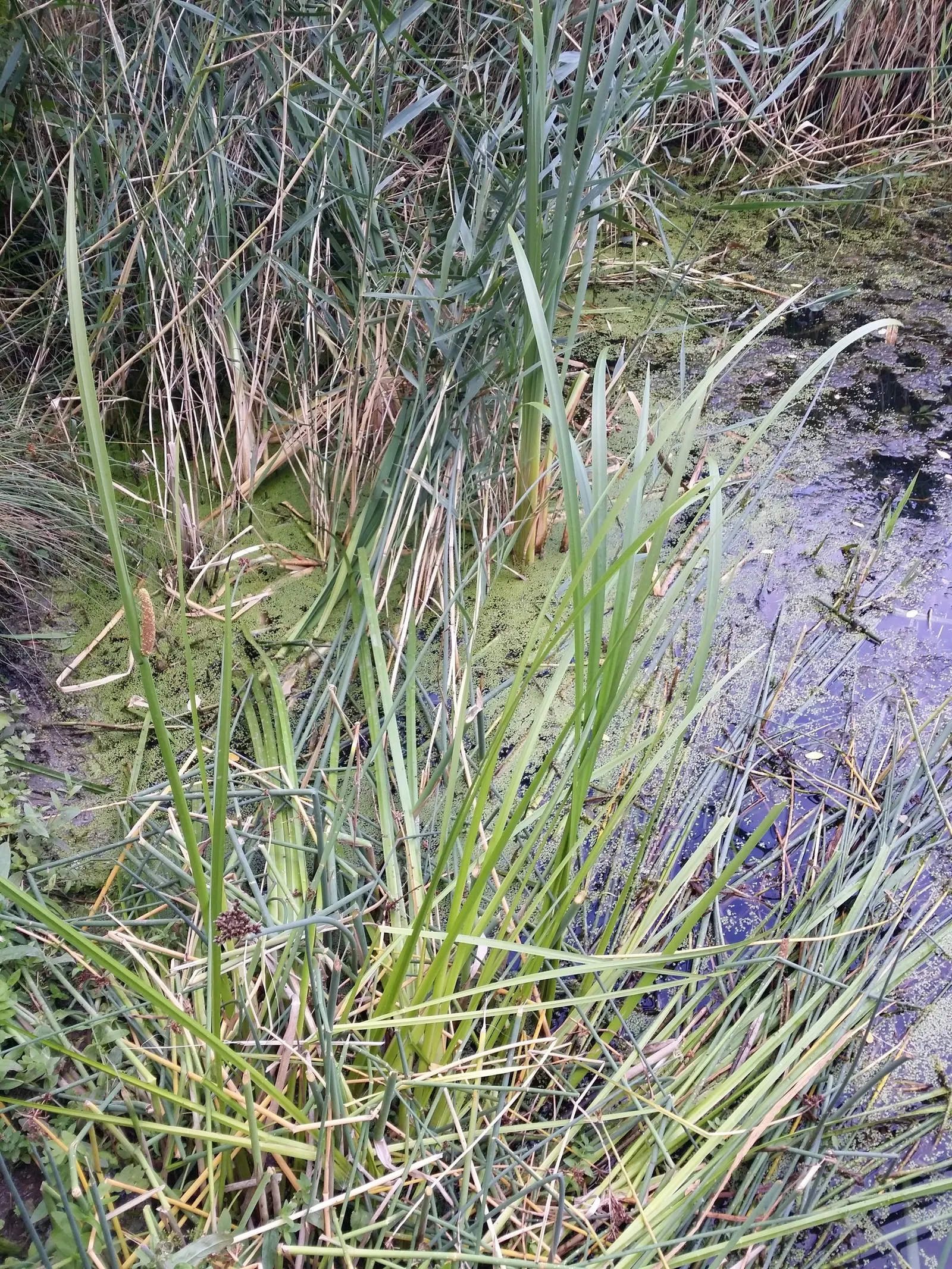 Sweet Flag (Acorus Calamus) — making it ideal for planting along pond edges; scientifically known as Acorus calamus