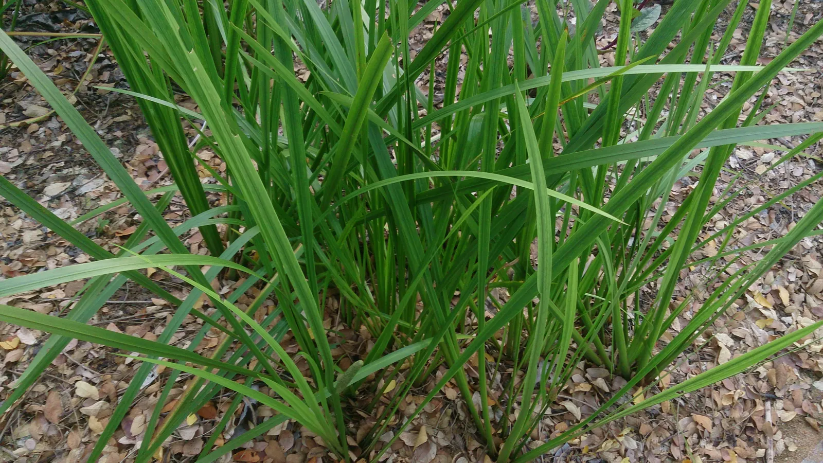 Sweet Flag (Acorus Calamus) — Acorus calamus is also valued for its reputed medicinal properties and historical use as an herbal remedy; all parts of the Sweet