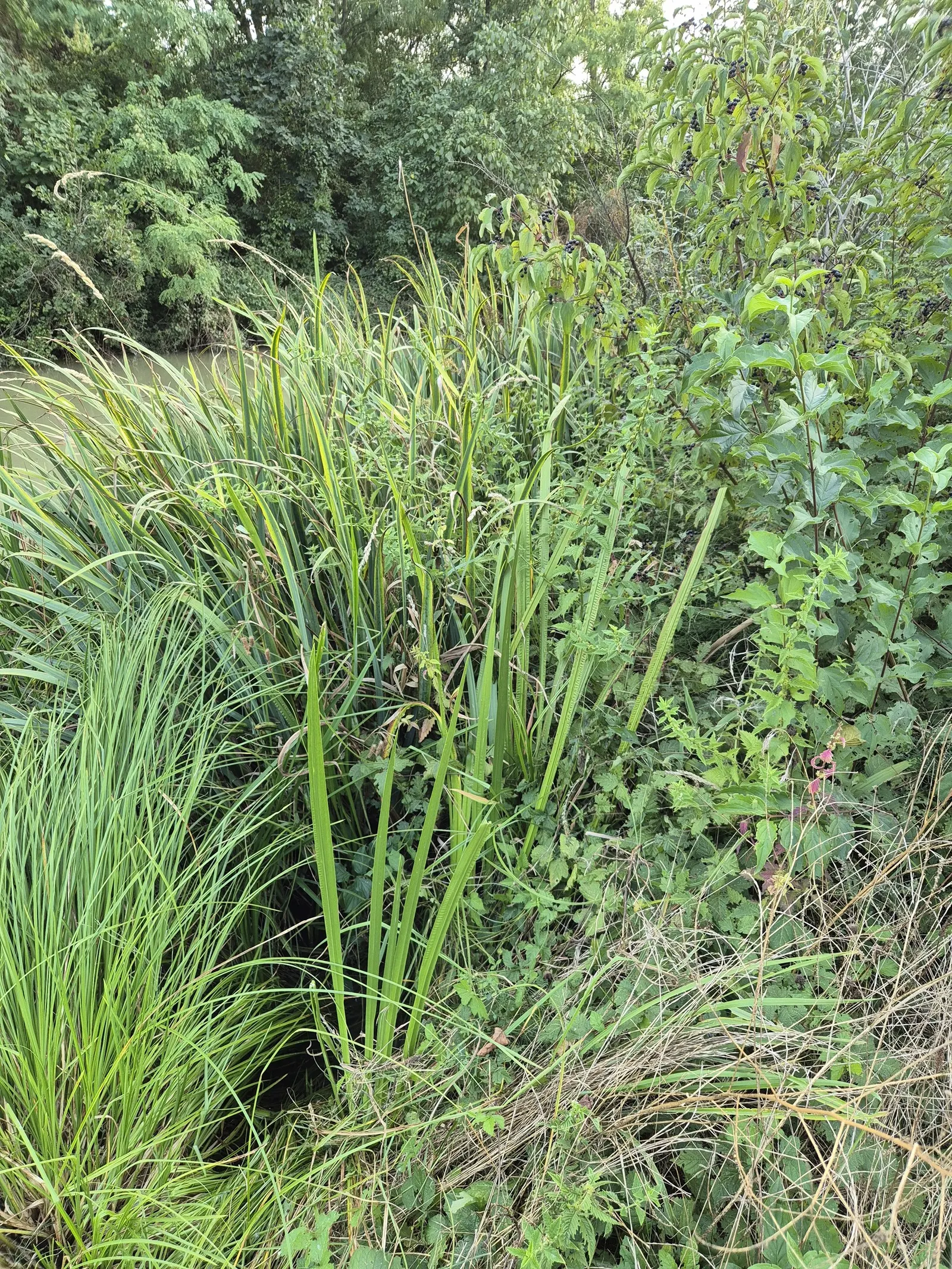 Sweet Flag (Acorus Calamus) — inconspicuous spadixes - pencil-like flower spikes enveloped by a pale green sheath, image 44