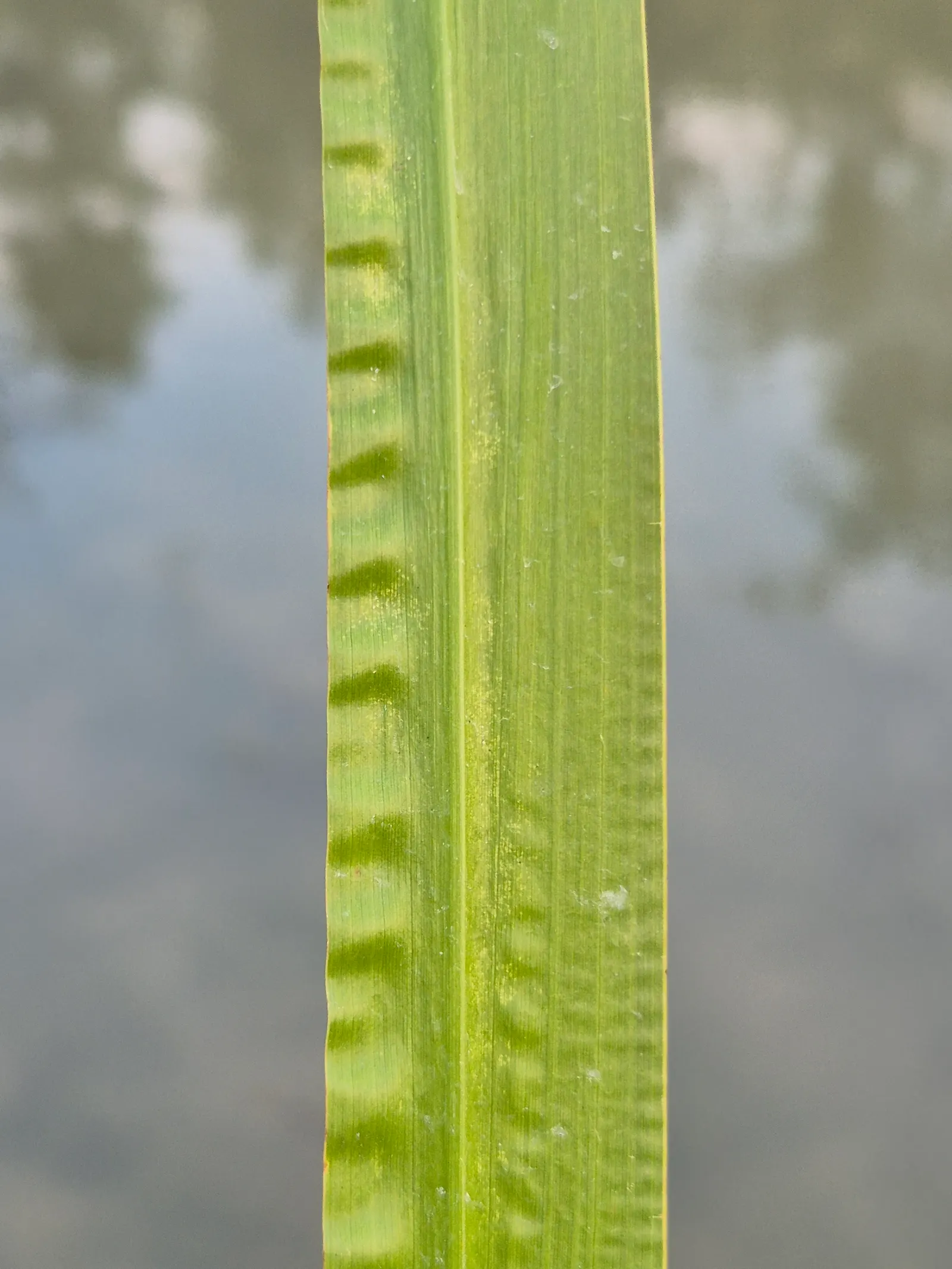 Sweet Flag (Acorus Calamus) — lending a sensory aspect to garden settings.<br><br>Sweet Flag thrives in USDA hardiness zones 4 through 9; it blooms with