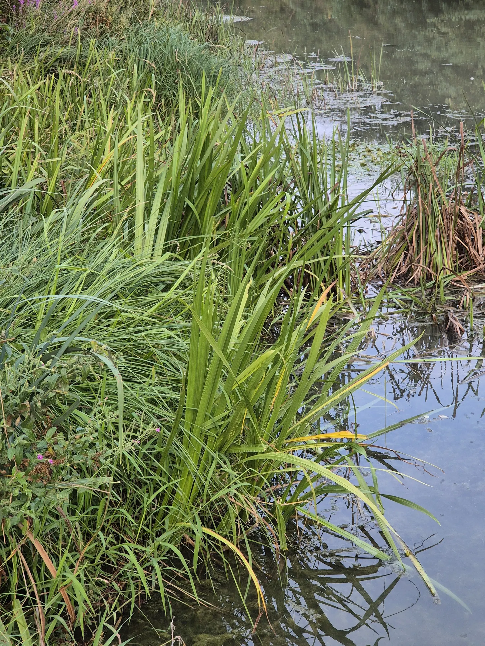 Sweet Flag (Acorus Calamus) — scientifically known as Acorus calamus