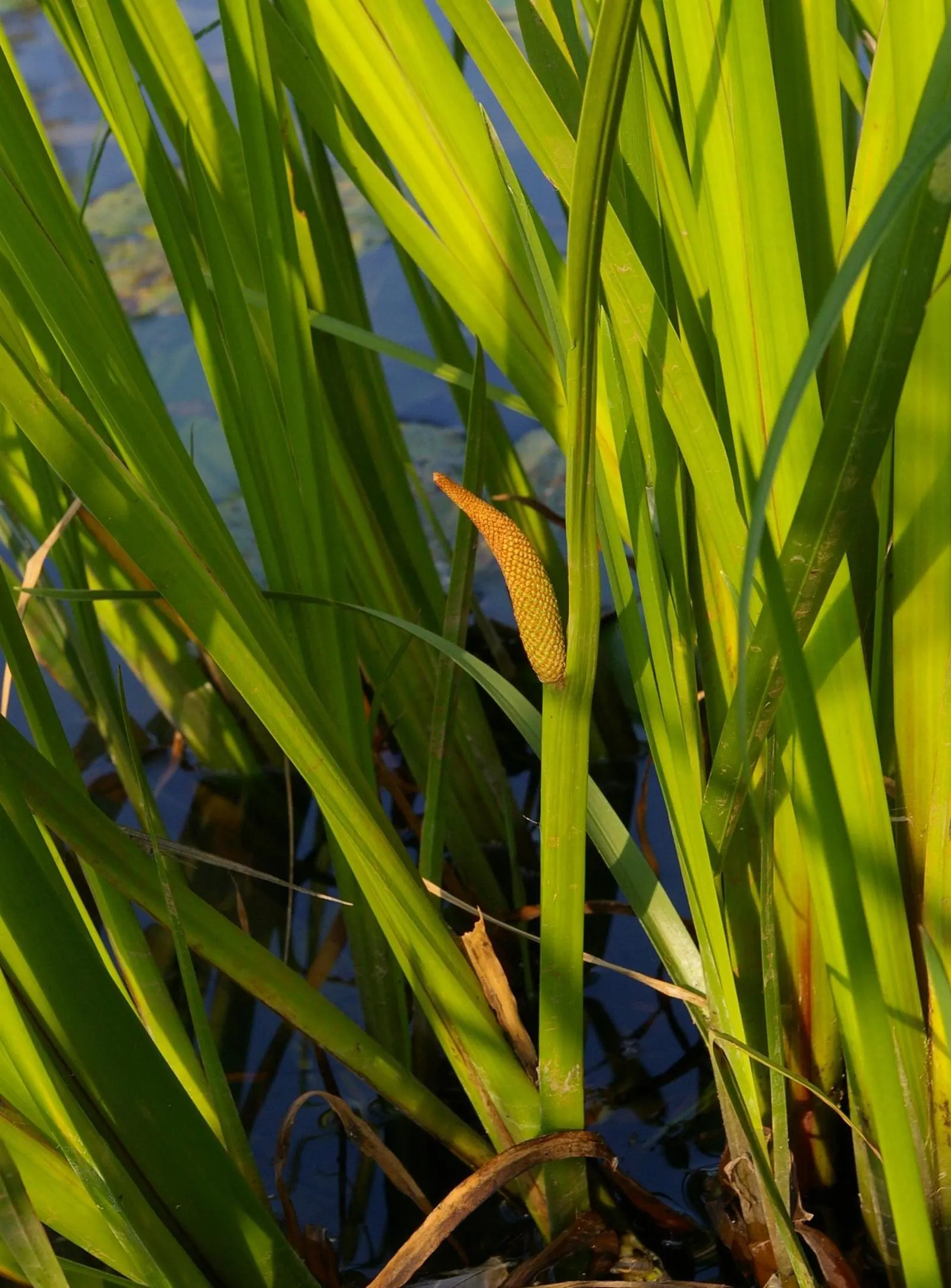 Sweet Flag (Acorus Calamus) — reaching heights of 2 to 4 feet and widths of 2 to 3 feet; though not known for its flowers