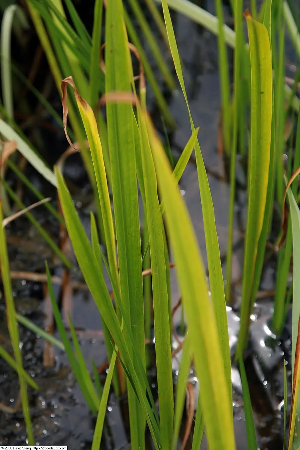Sweet Flag (Acorus Calamus) — but division every 2 to 3 years can promote vigorous growth