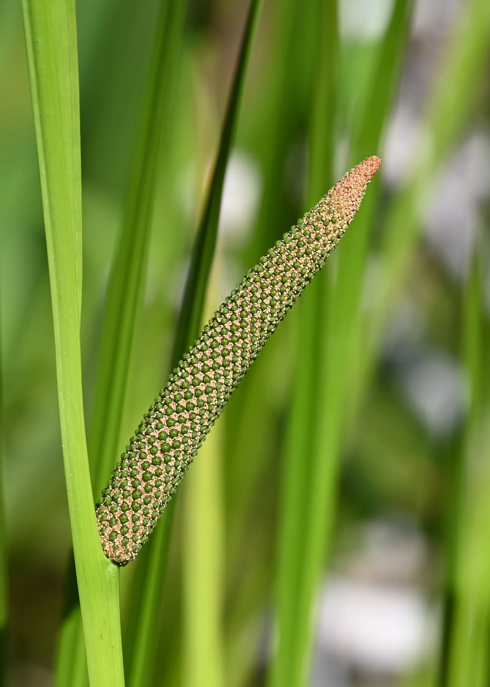 Sweet Flag (Acorus Calamus) — its sword-shaped foliage resembles that of the iris; it typically grows 2-4 feet tall and thrives in wet soils, often along edges