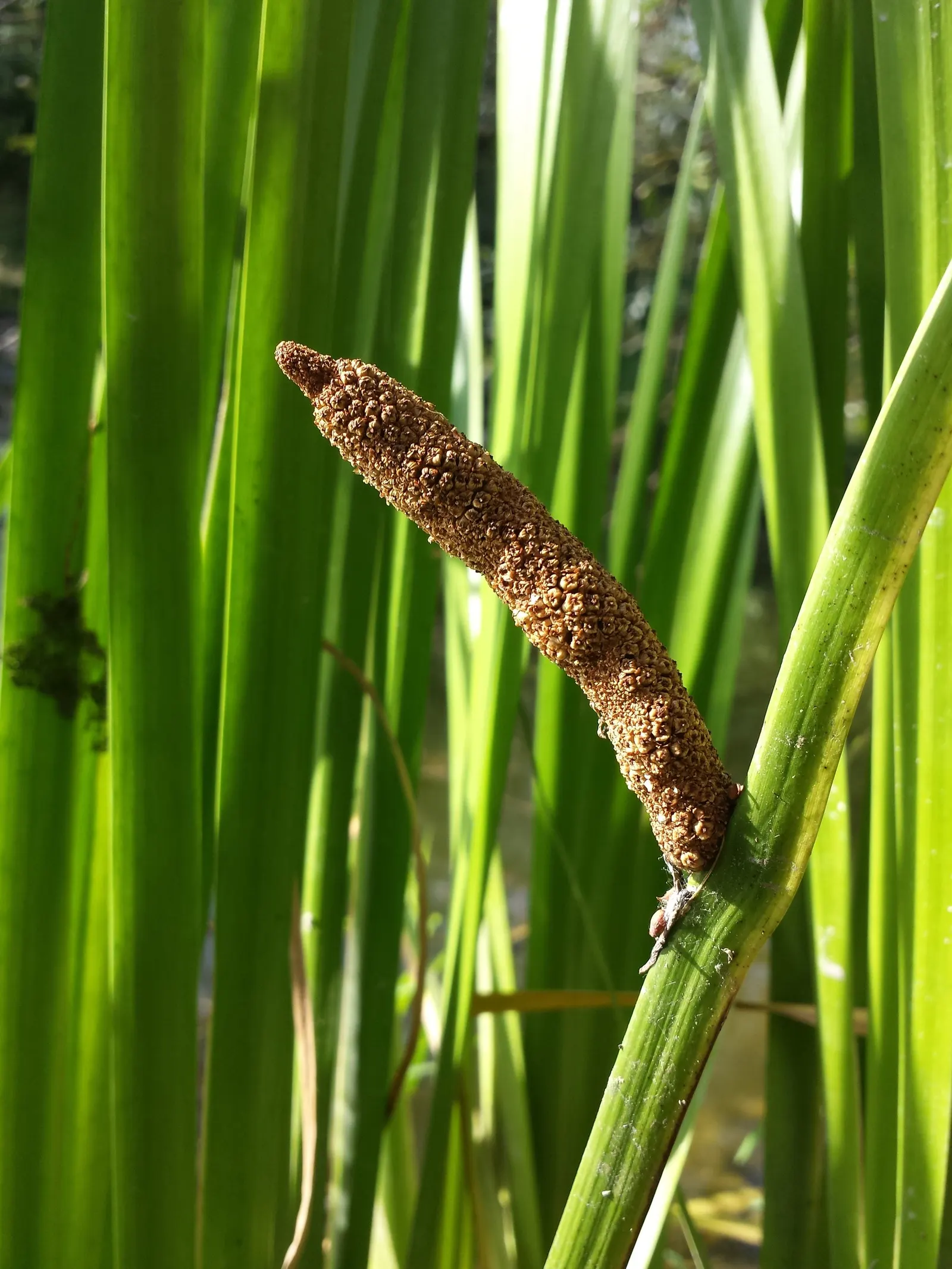 Sweet Flag (Acorus Calamus) — In spring to early summer
