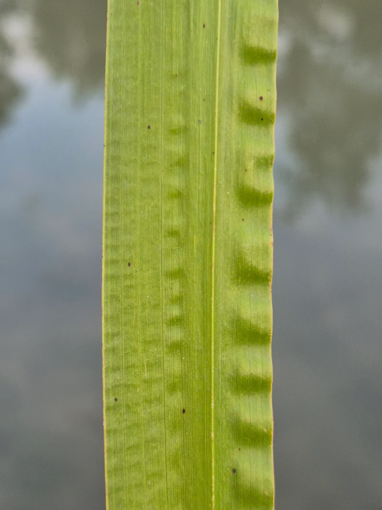 Sweet Flag (Acorus Calamus) — making it ideal for planting along pond edges