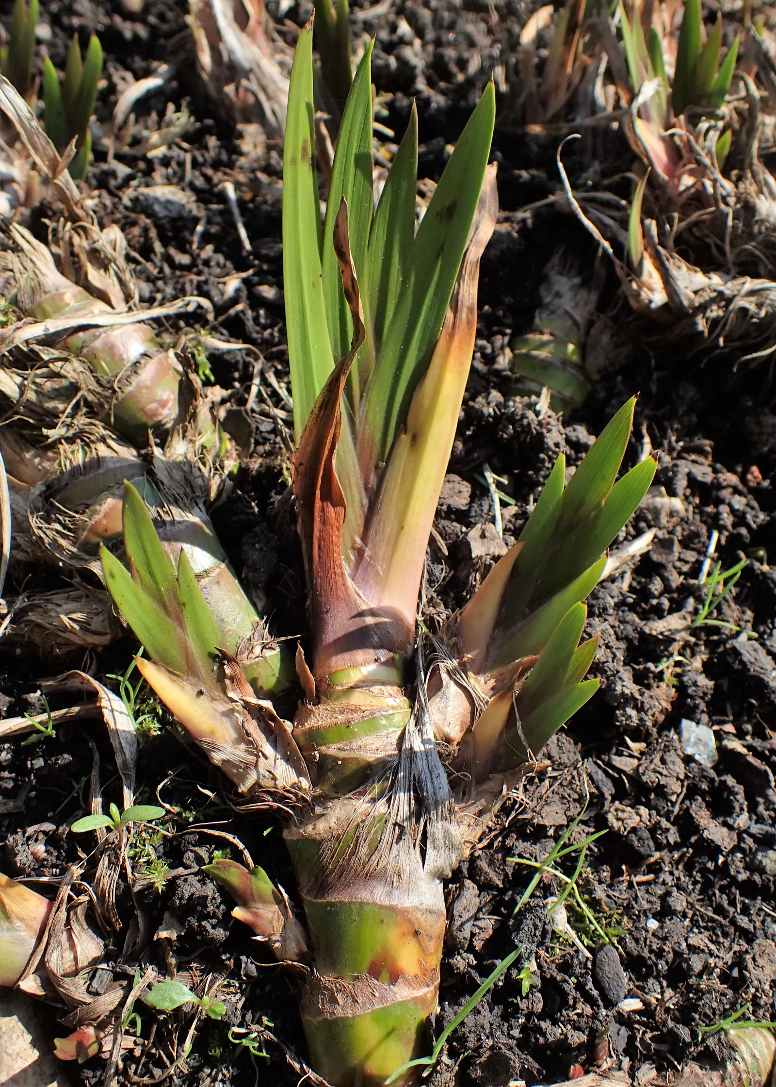 Sweet Flag (Acorus Calamus) — creeping rhizomes.<br><br>The foliage of Sweet Flag; its sword-shaped foliage resembles that of the iris
