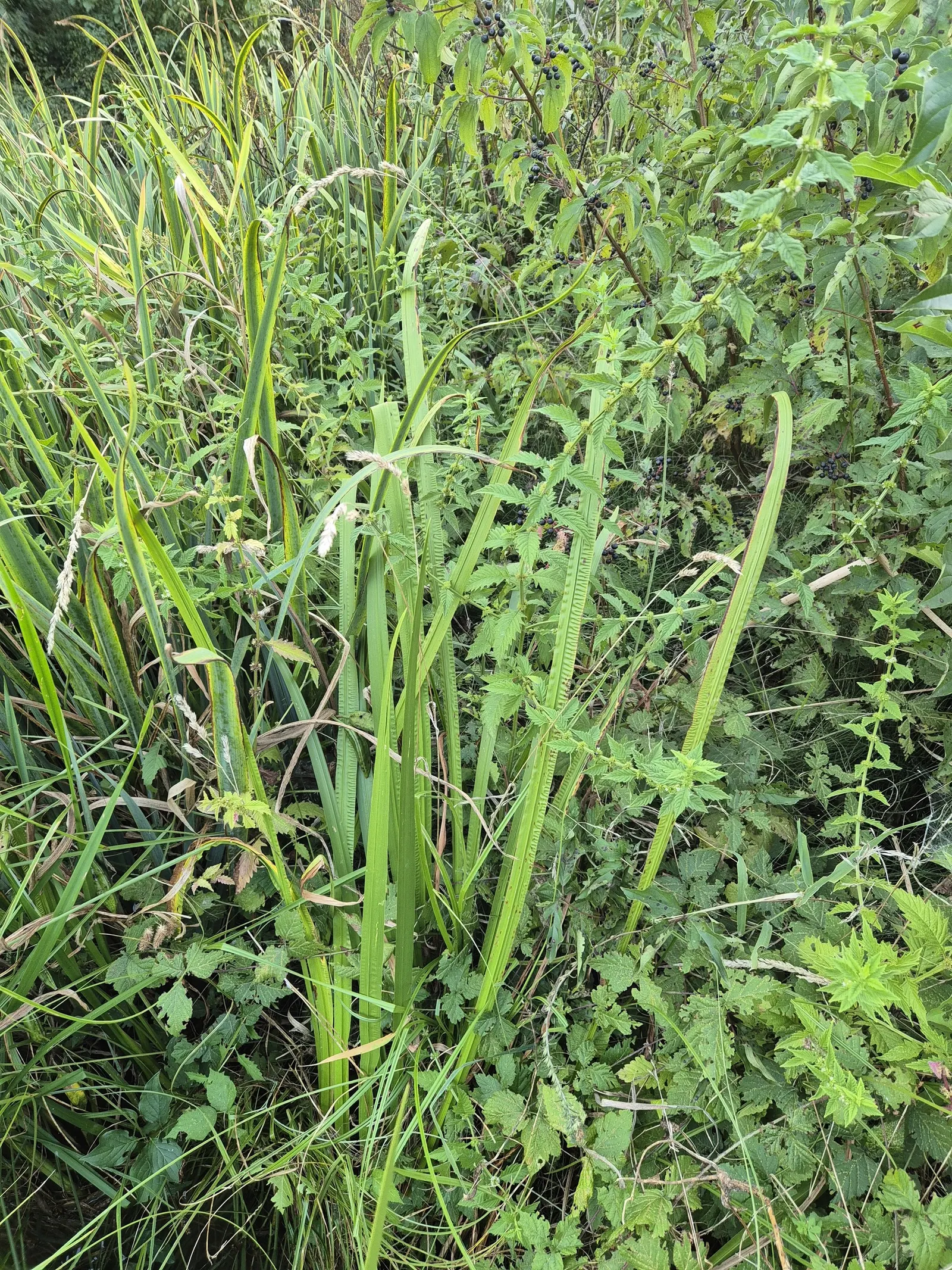 Sweet Flag (Acorus Calamus) — Zones 4-10 suit it best, and it prefers full to partial sun; acorus calamus is also valued for its reputed medicinal properties