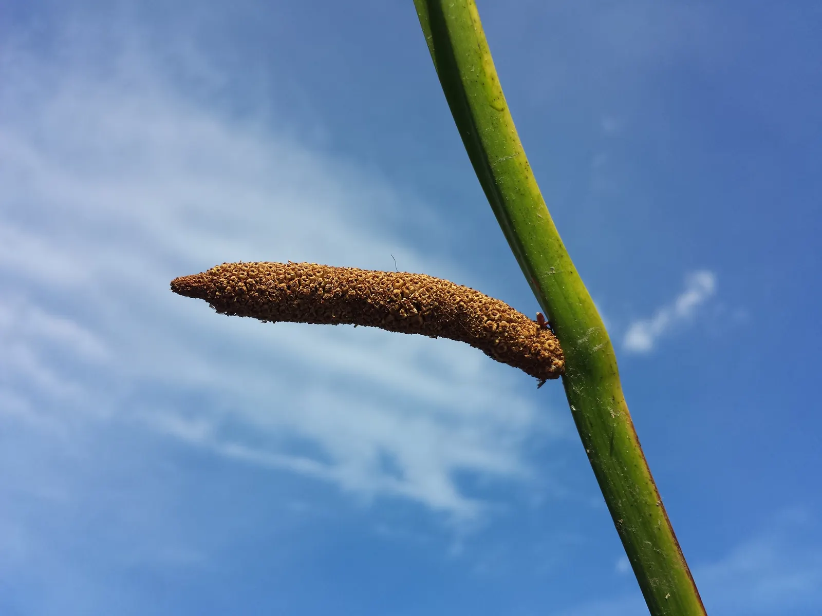Sweet Flag (Acorus Calamus) — it blooms with understated; hailing from the Acoraceae family