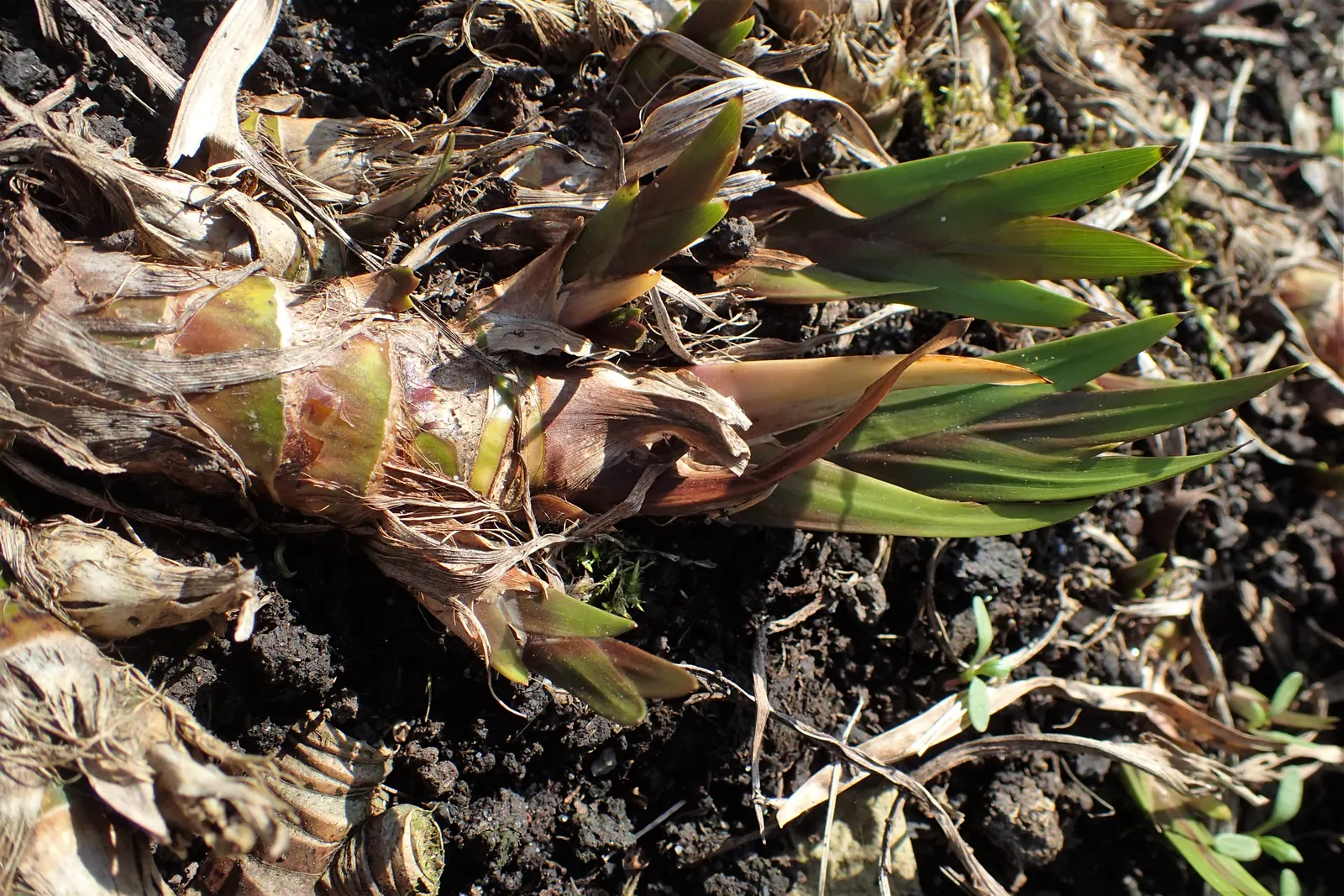 Sweet Flag (Acorus Calamus) — is a perennial marsh plant that brings an element of stately grace to any water garden or damp setting; its fragrance more than