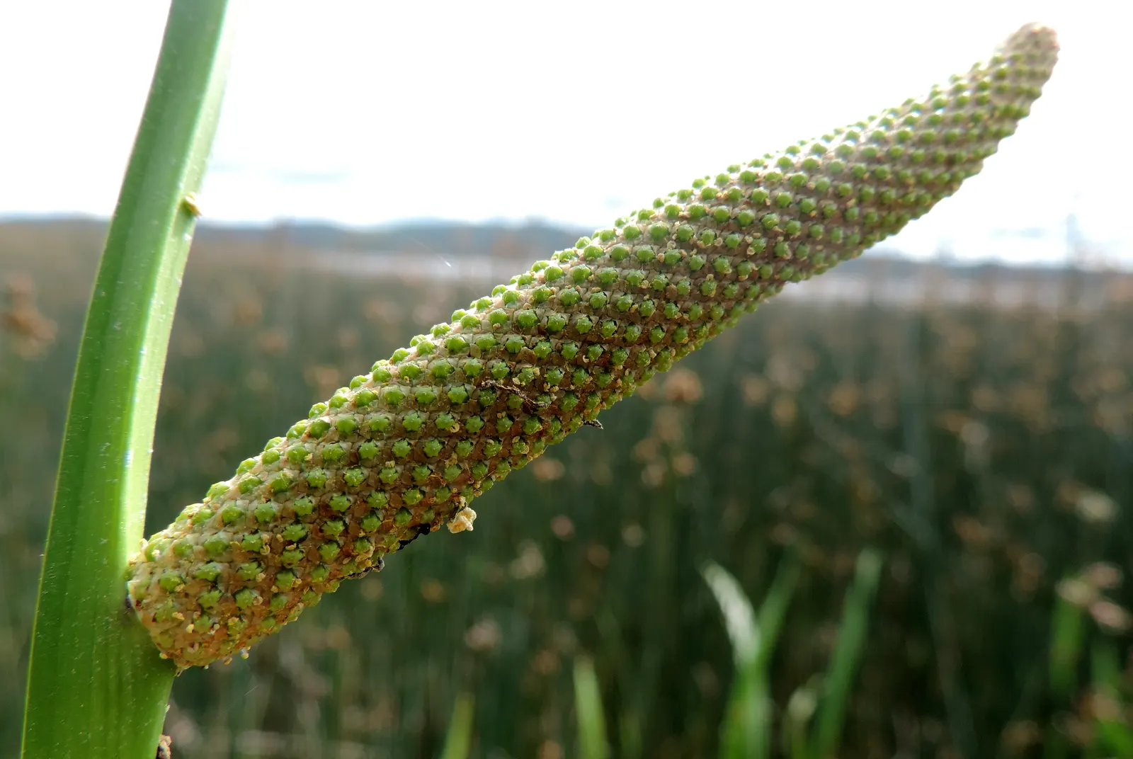 Sweet Flag (Acorus Calamus) — its sword-shaped foliage resembles that of the iris
