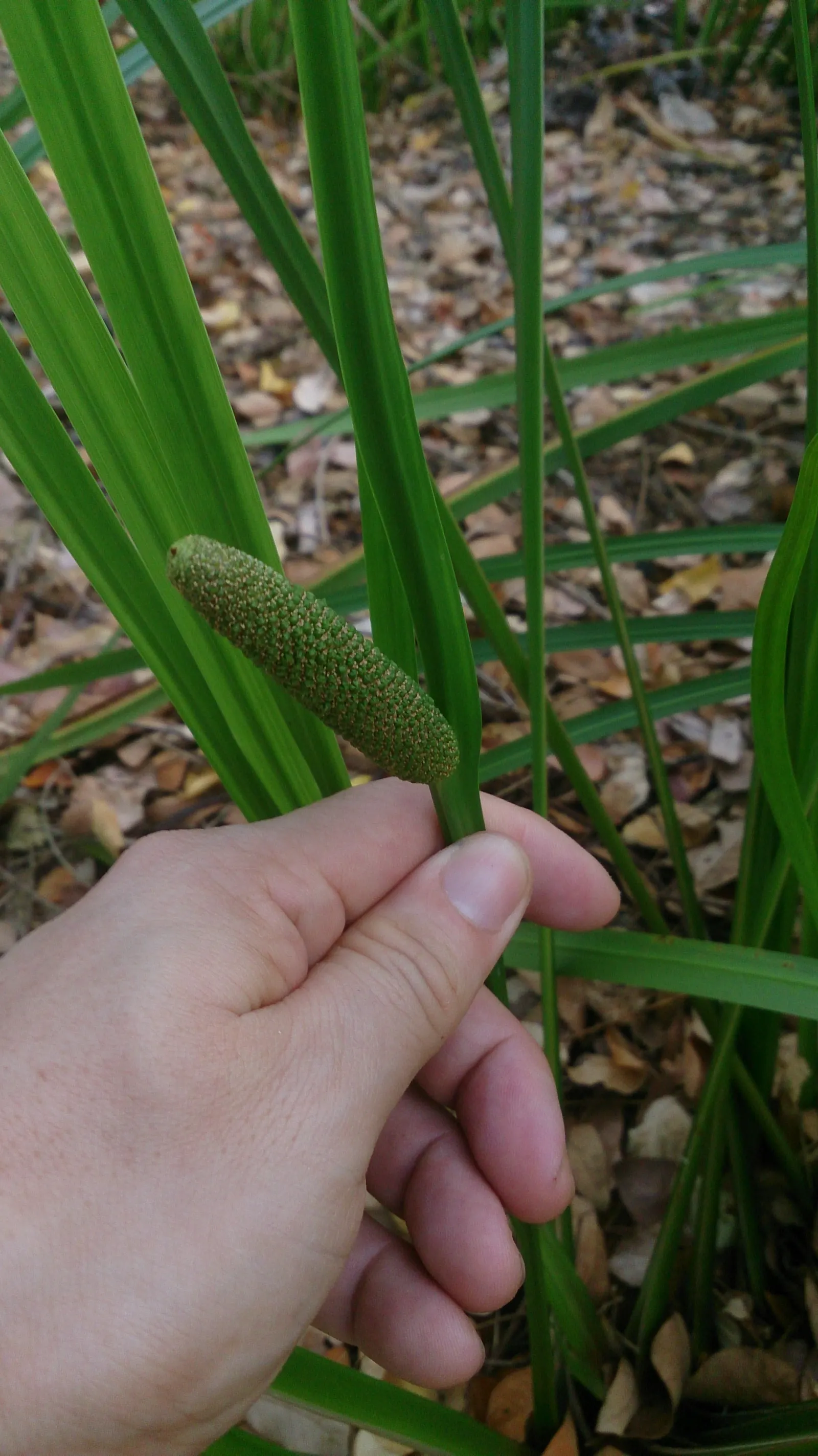 Sweet Flag (Acorus Calamus) — It excels in wet soil or shallow water; so caution is advised if pets or small children frequent the garden area