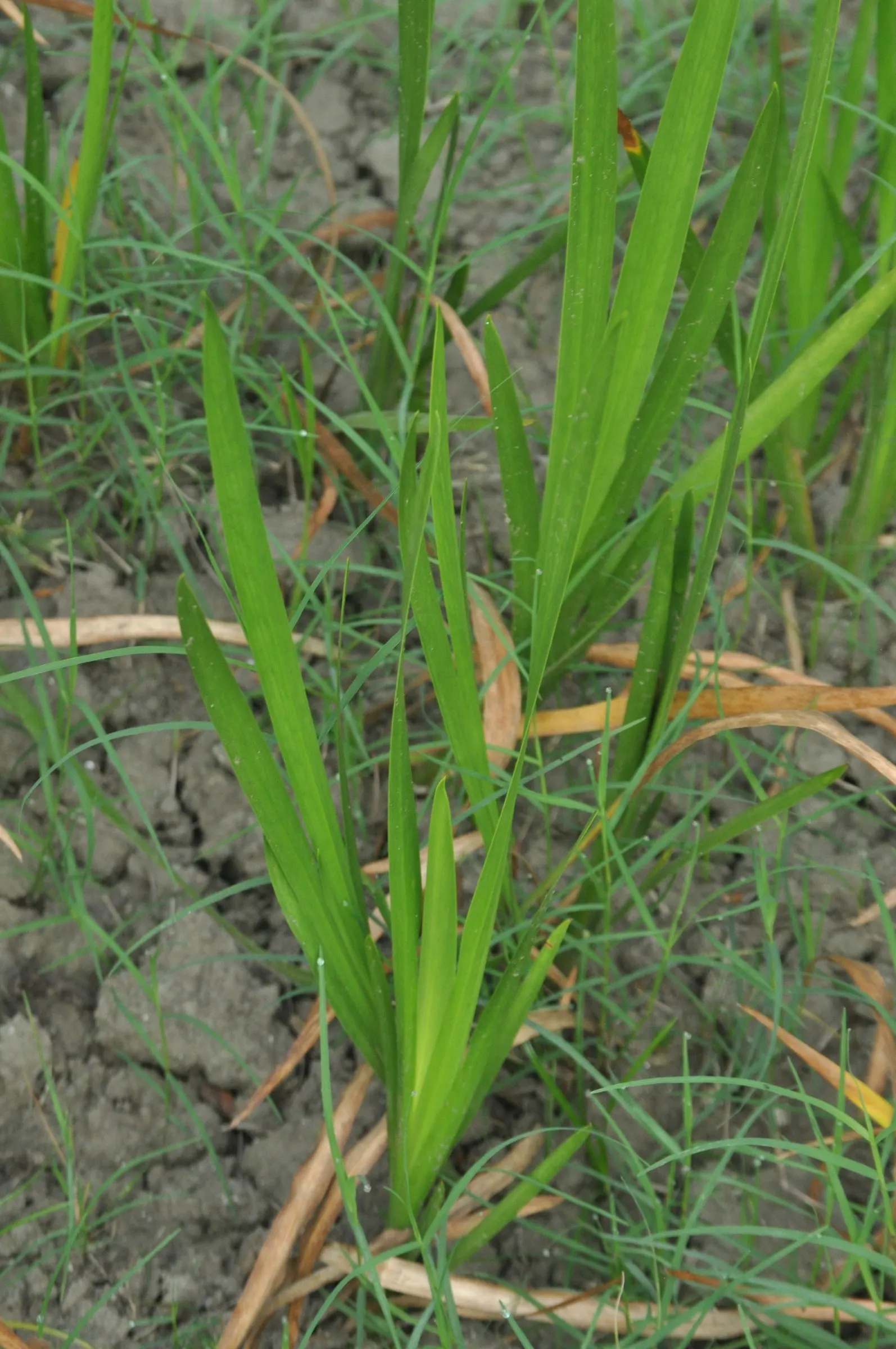 Sweet Flag (Acorus Calamus) — spicy scent when crushed or bruised; is a perennial marsh plant that brings an element of stately grace to any water garden or
