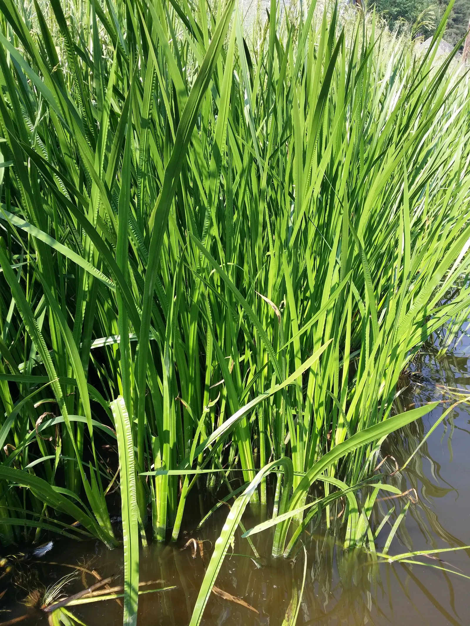 Sweet Flag (Acorus Calamus) — or in marshy areas where it can naturalize over time.<br><br>Maintenance is minimal; in spring to early summer