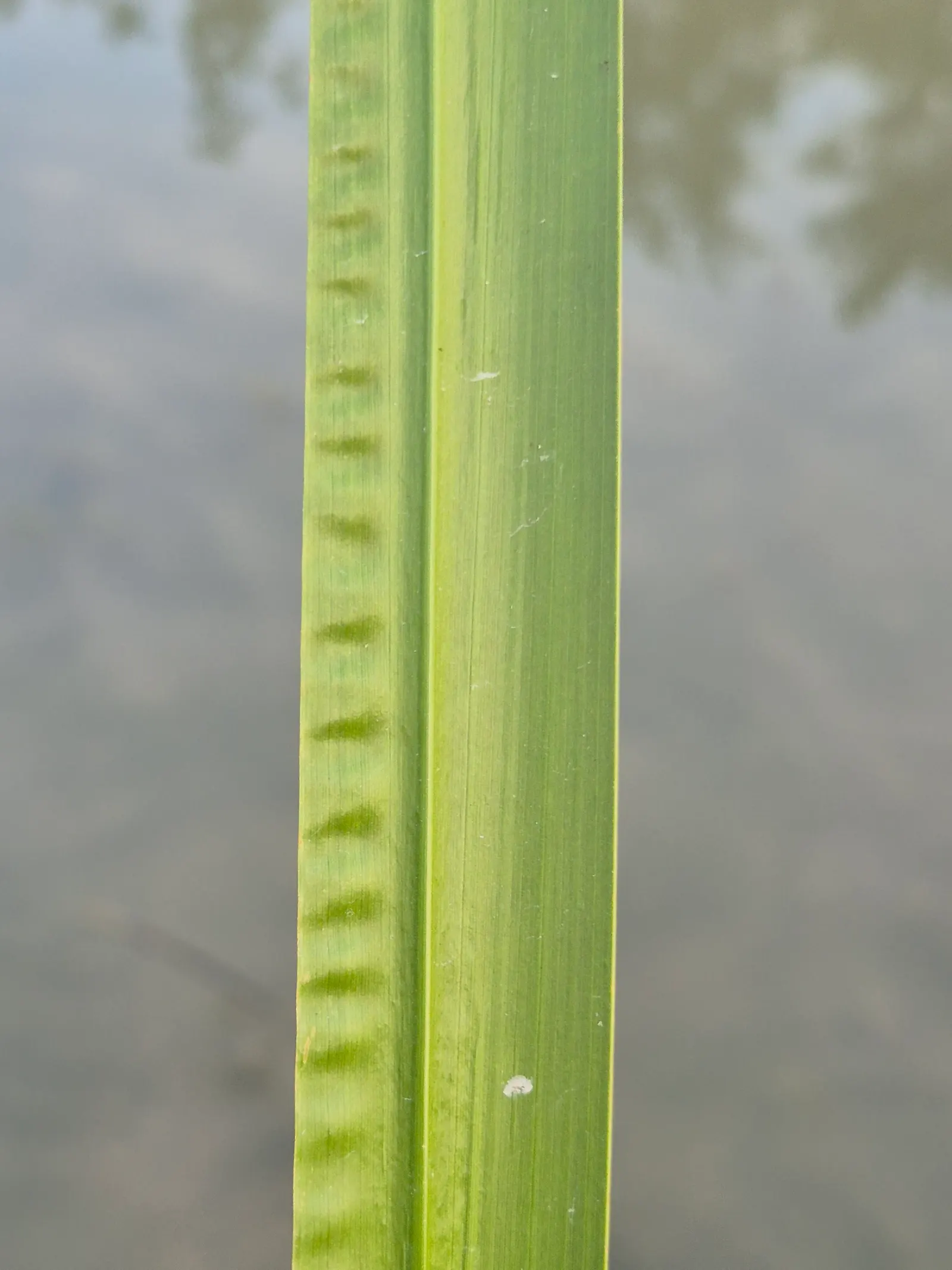 Sweet Flag (Acorus Calamus) — provides a vertical accent with its glossy
