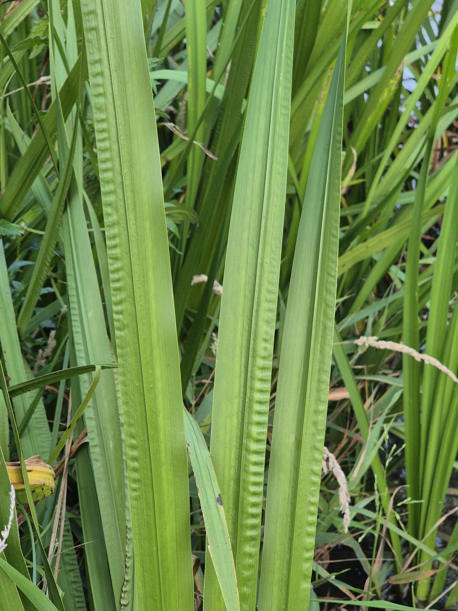 Sweet Flag (Acorus Calamus) — lending a sensory aspect to garden settings.<br><br>Sweet Flag thrives in USDA hardiness zones 4 through 9