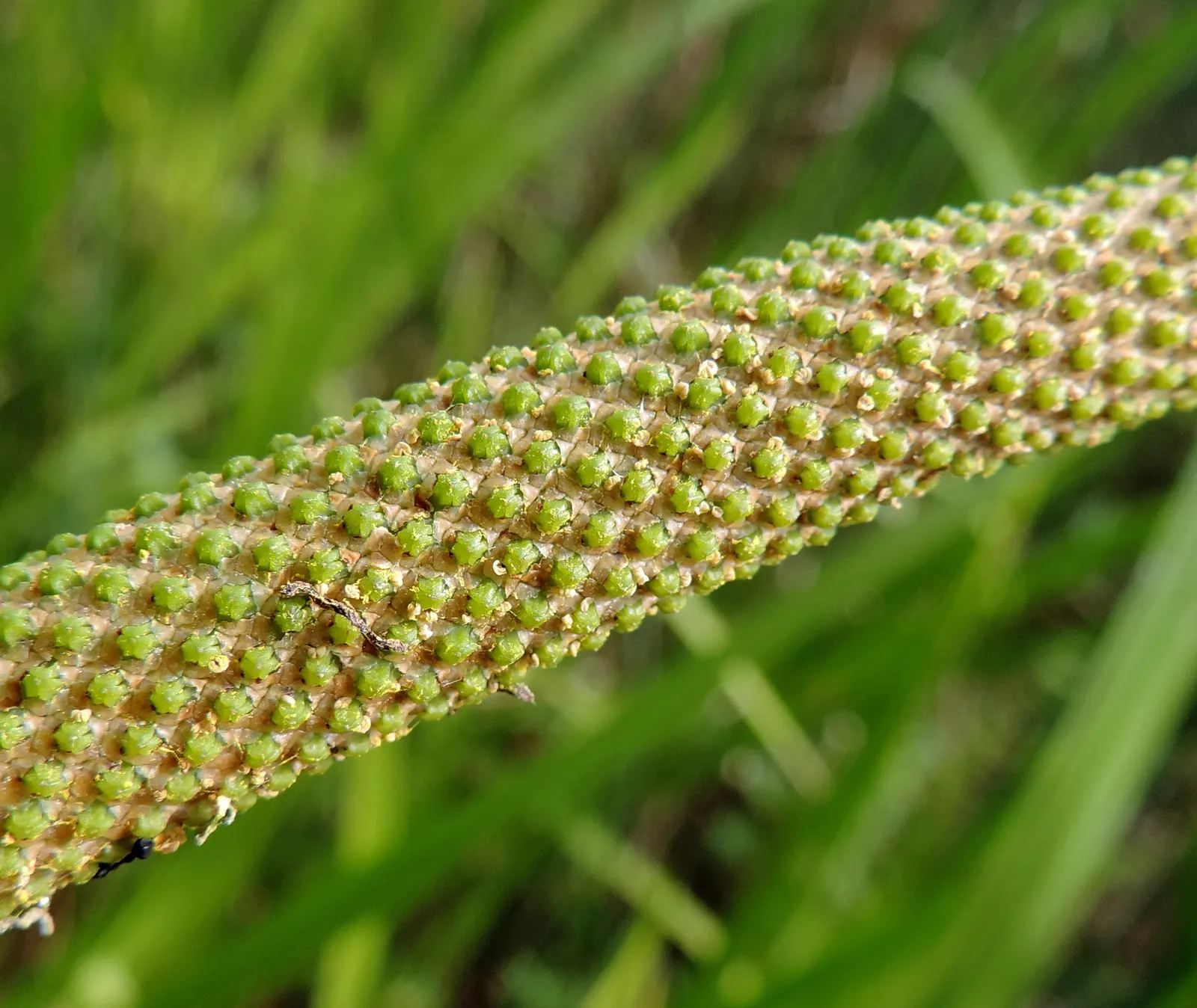 Sweet Flag (Acorus Calamus) — all parts of the Sweet Flag are considered toxic if ingested in large quantities
