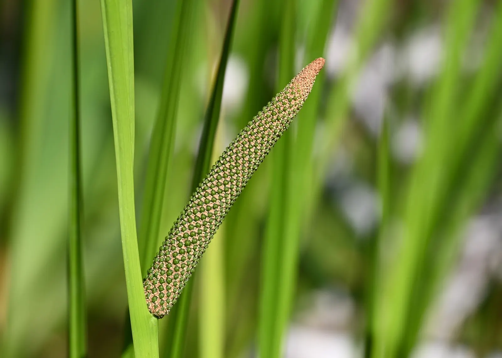 Sweet Flag (Acorus Calamus) — Ideal for water gardens, Sweet Flag's green-yellow flowers bloom in early summer; spicy scent when crushed or bruised