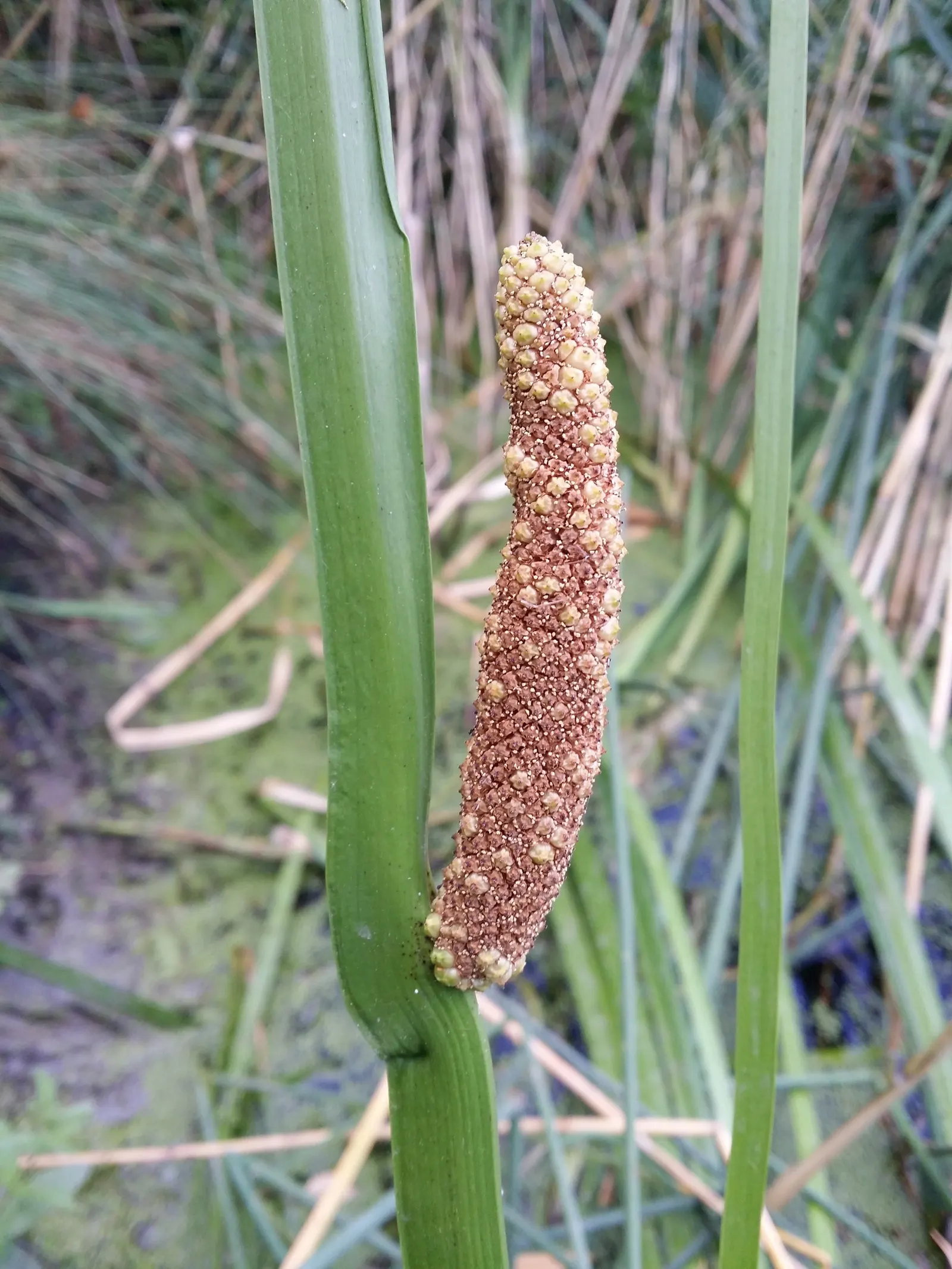 Sweet Flag (Acorus Calamus) — It typically grows 2-4 feet tall and thrives in wet soils, often along edges of ponds and streams; reaching heights, image 60
