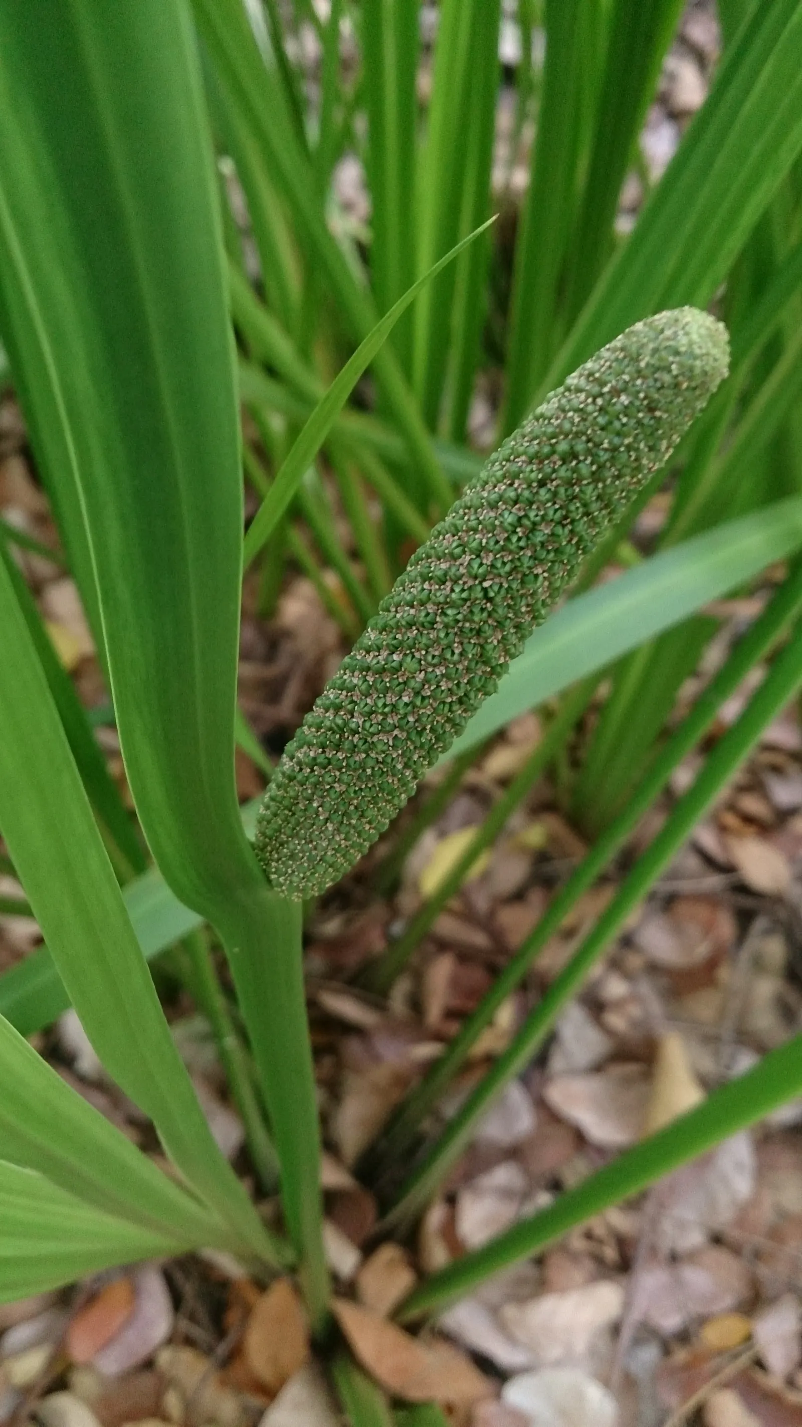 Sweet Flag (Acorus Calamus) — its fragrance more than compensates; grass for half or shade