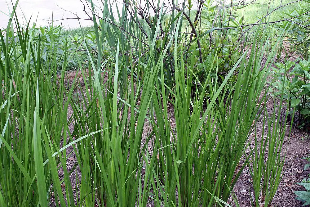 Sweet Flag (Acorus Calamus) — Zones 4-10 suit it best, and it prefers full to partial sun