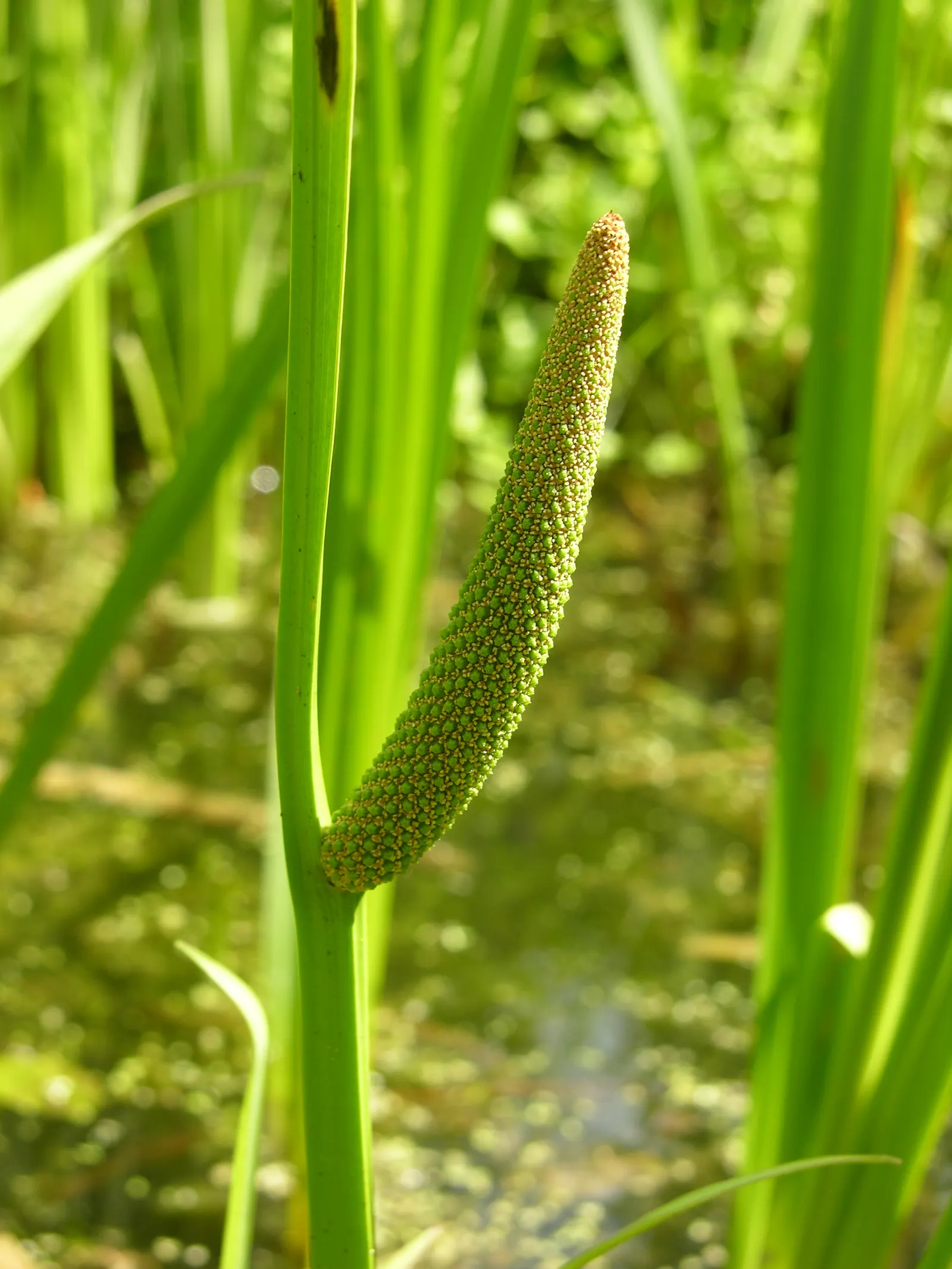 Sweet Flag (Acorus Calamus) — creeping rhizomes.<br><br>The foliage of Sweet Flag