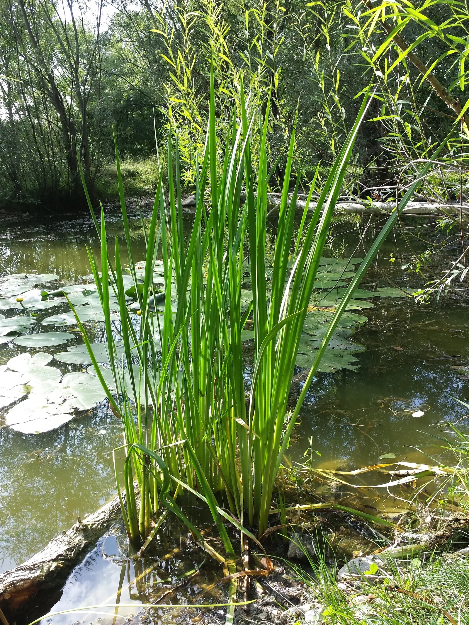 Sweet Flag (Acorus Calamus) — reaching heights of 2 to 4 feet and widths of 2 to 3 feet
