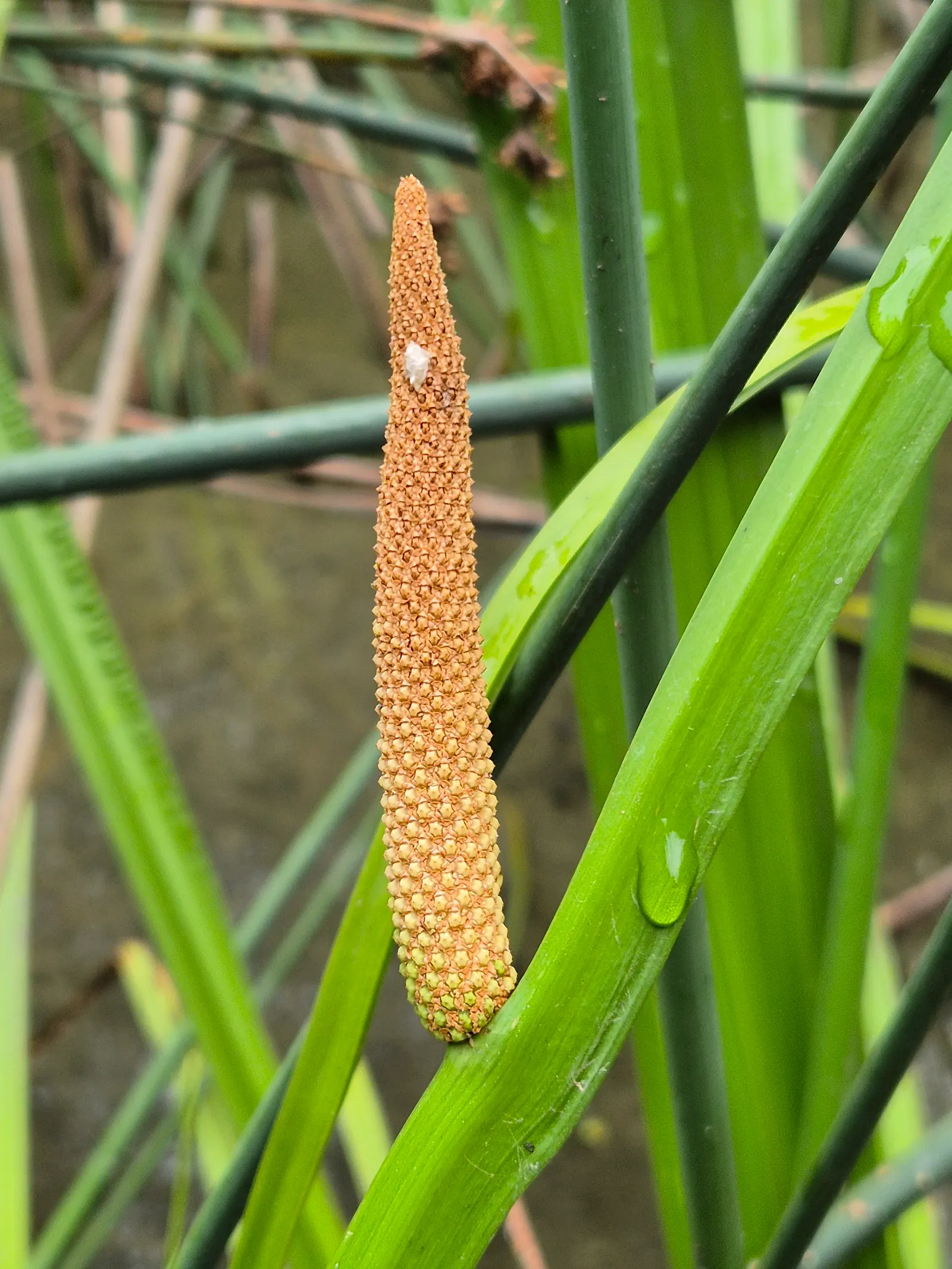 Sweet Flag (Acorus Calamus) — Acorus calamus is also valued for its reputed medicinal properties and historical use as an herbal remedy