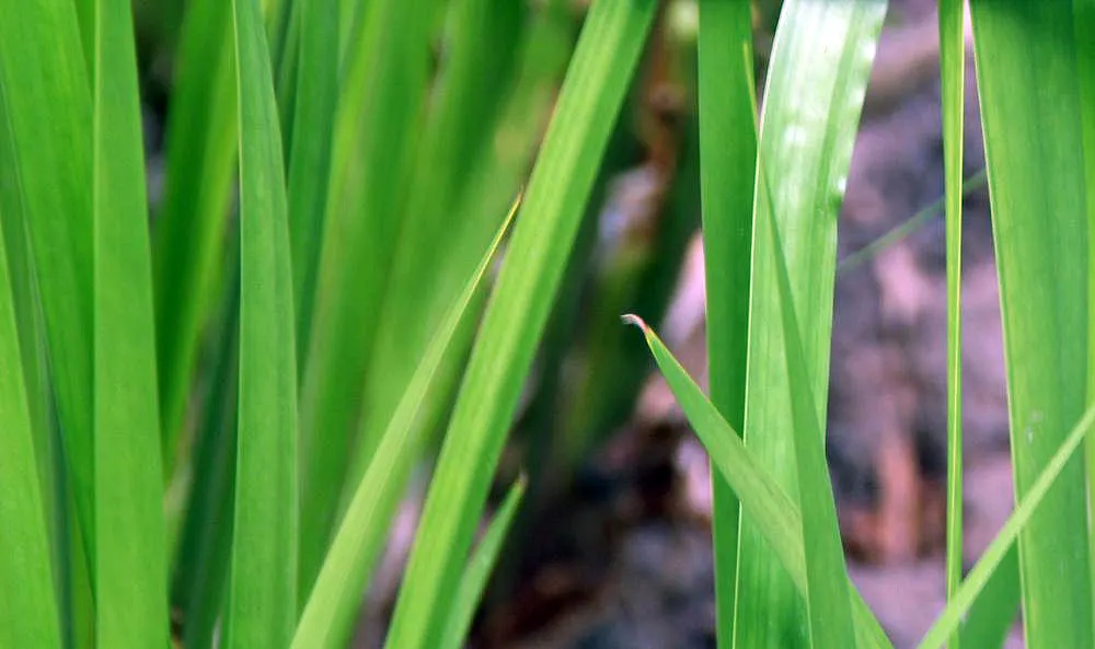 Sweet Flag (Acorus Calamus) — Sweet Flag (Acorus calamus) is a perennial marsh plant featuring sword-shaped leaves and a fragrant; zones 4-10 suit, image 59