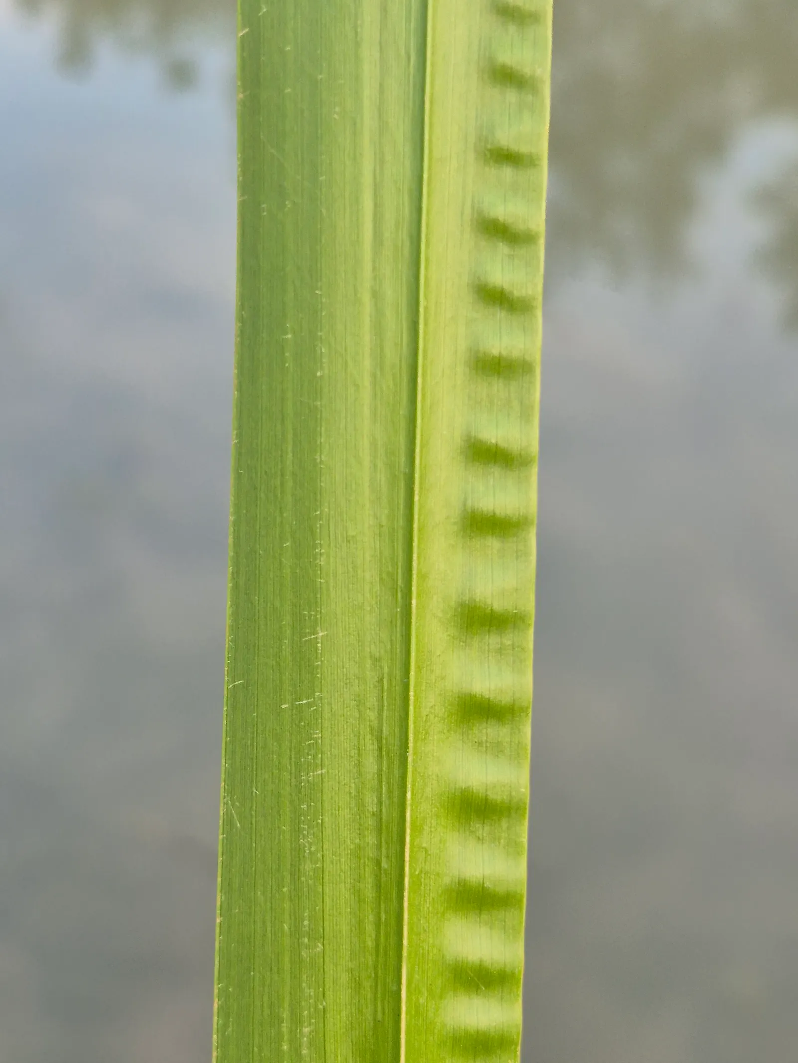 Sweet Flag (Acorus Calamus) — It excels in wet soil or shallow water