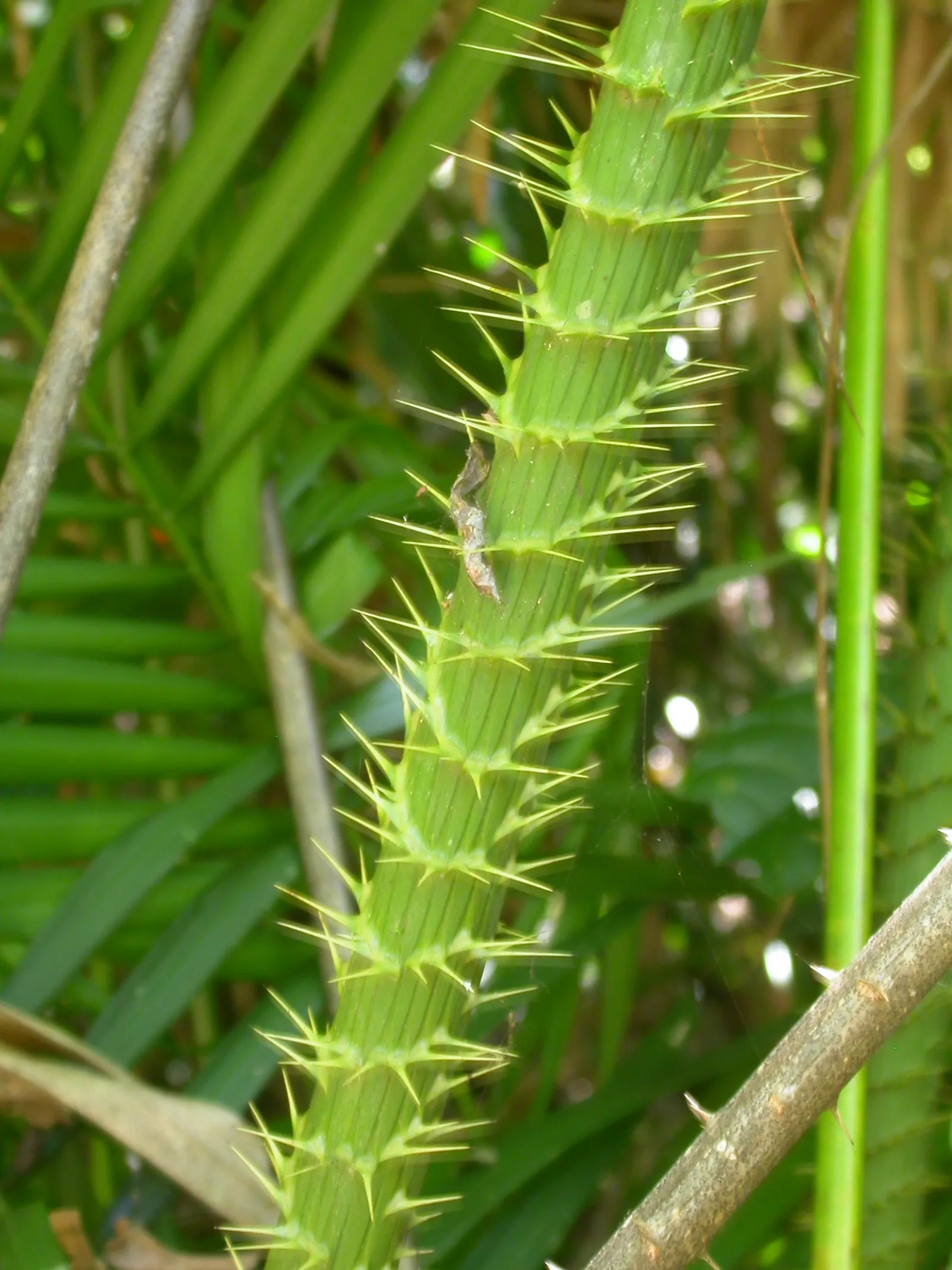 Sweet Flag (Acorus Calamus) — spicy scent when crushed or bruised