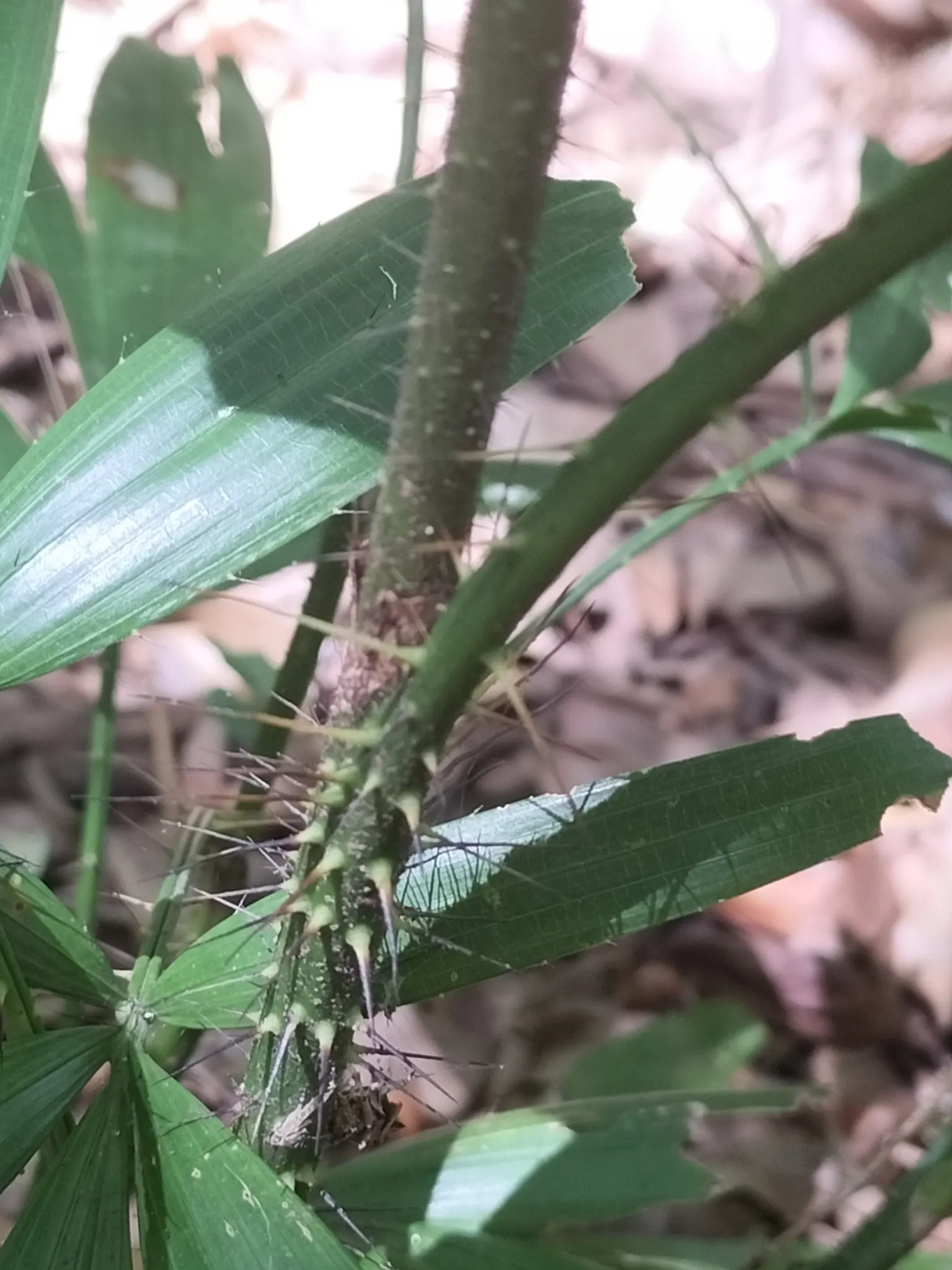Sweet Flag (Acorus Calamus) — grass for half or shade; as an informative note to clients