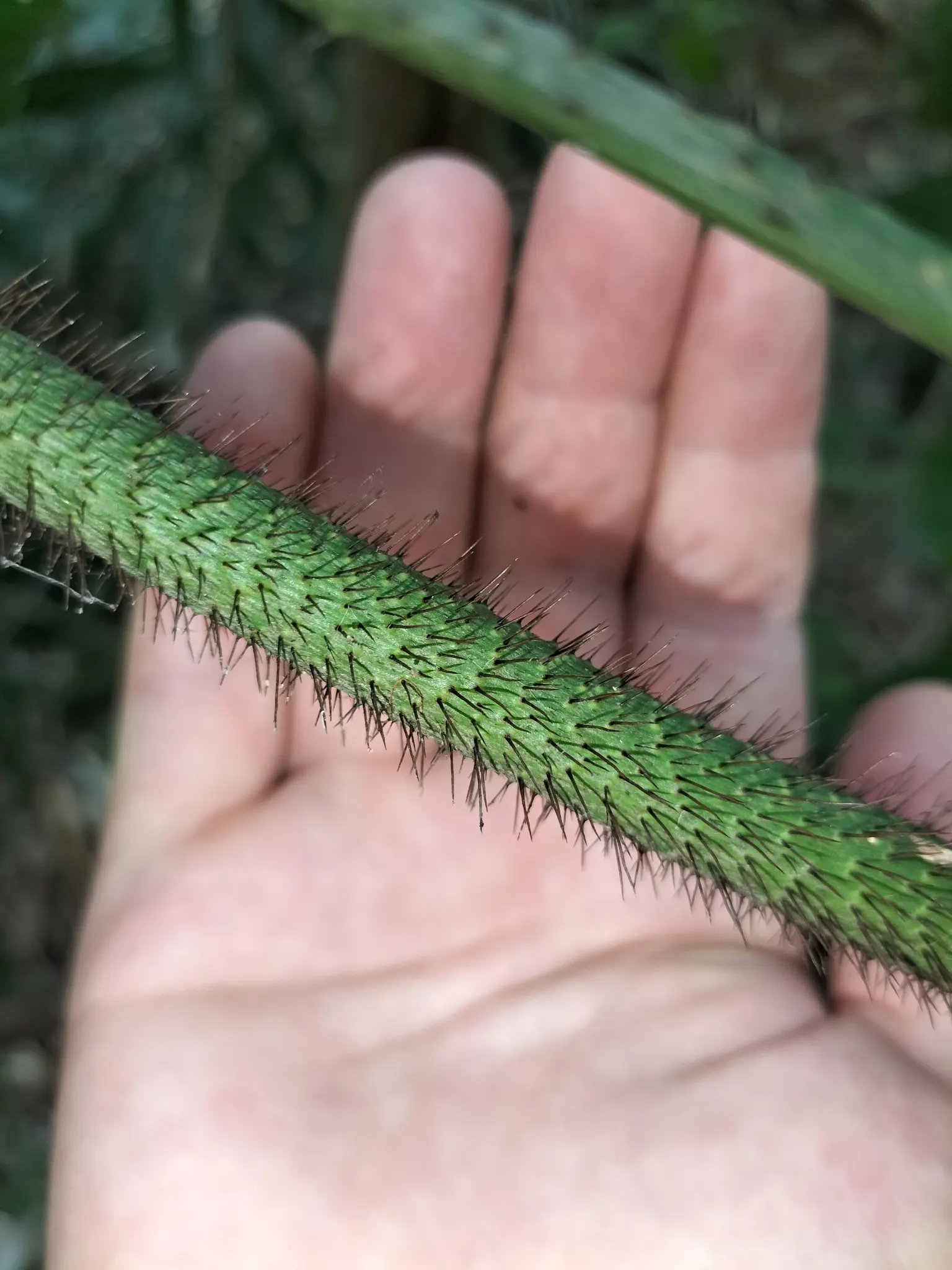 Sweet Flag (Acorus Calamus) — is a perennial marsh plant that brings an element of stately grace to any water garden or damp setting