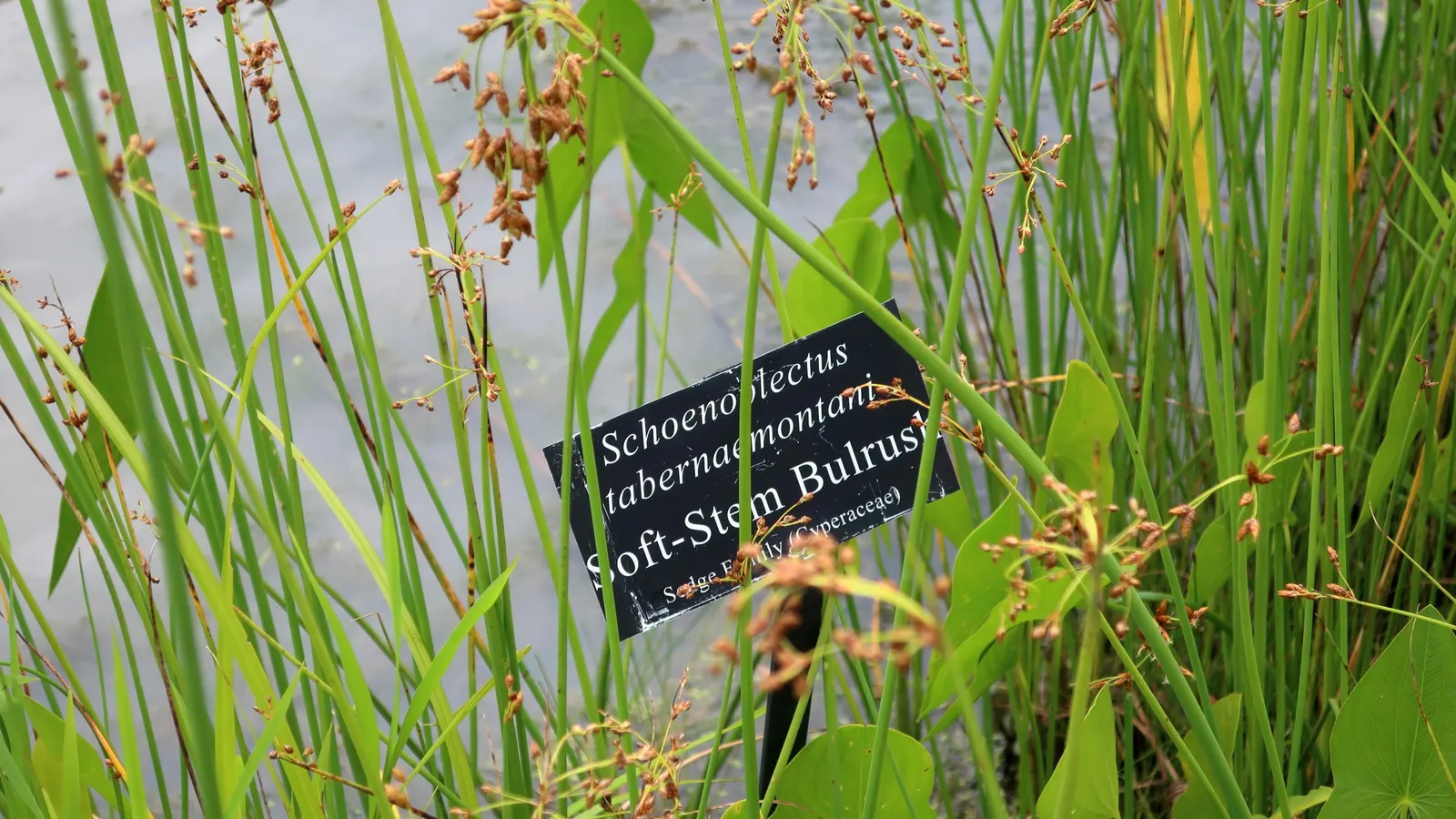 Sweet Flag (Acorus Calamus) — As an informative note to clients; notable for its ease of care and rhizomatous growth