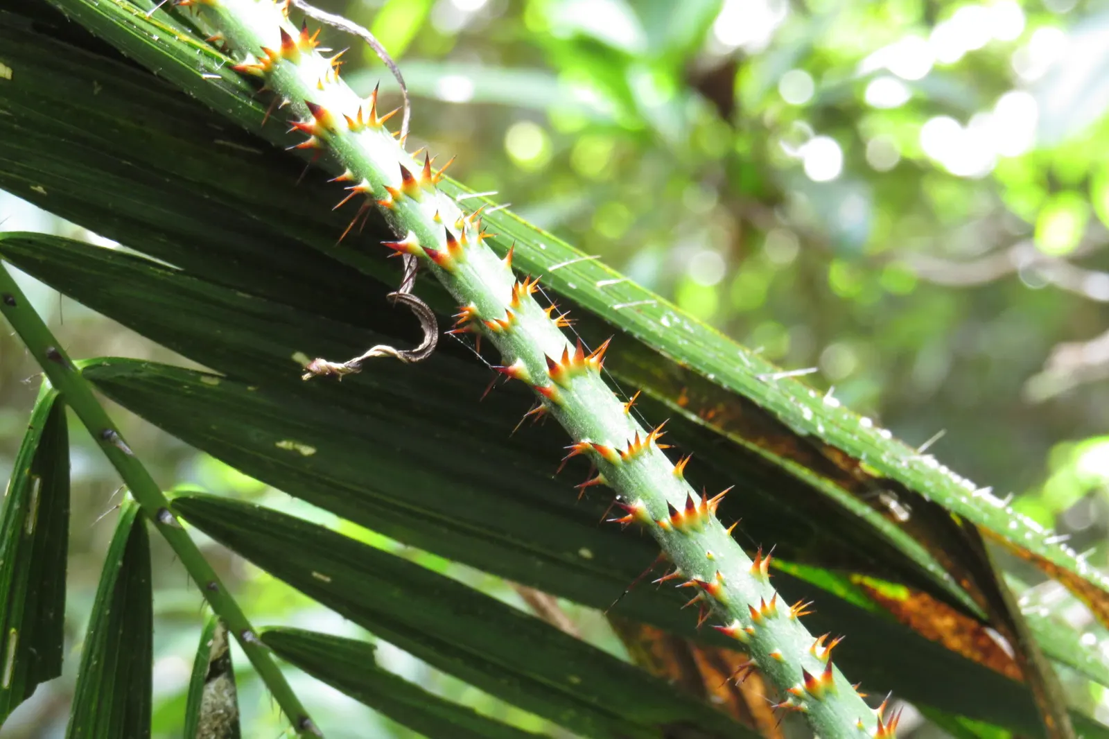 Sweet Flag (Acorus Calamus) — but division every 2 to 3 years can promote vigorous growth; preferring full sun to part shade