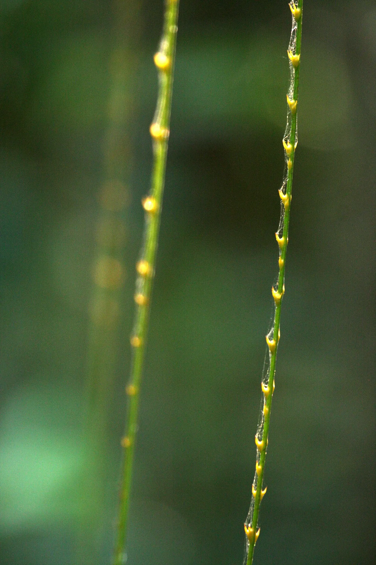 Sweet Flag (Acorus Calamus) — Notable for its ease of care and rhizomatous growth