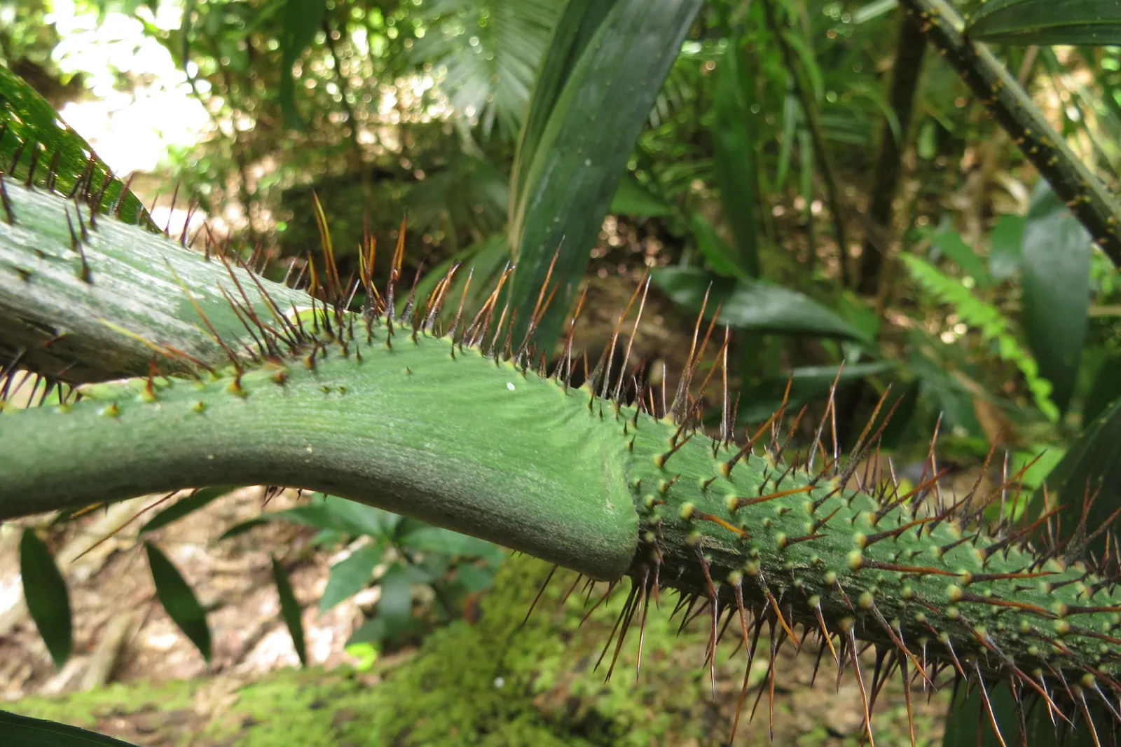 Sweet Flag (Acorus Calamus) — preferring full sun to part shade; it excels in wet soil or shallow water