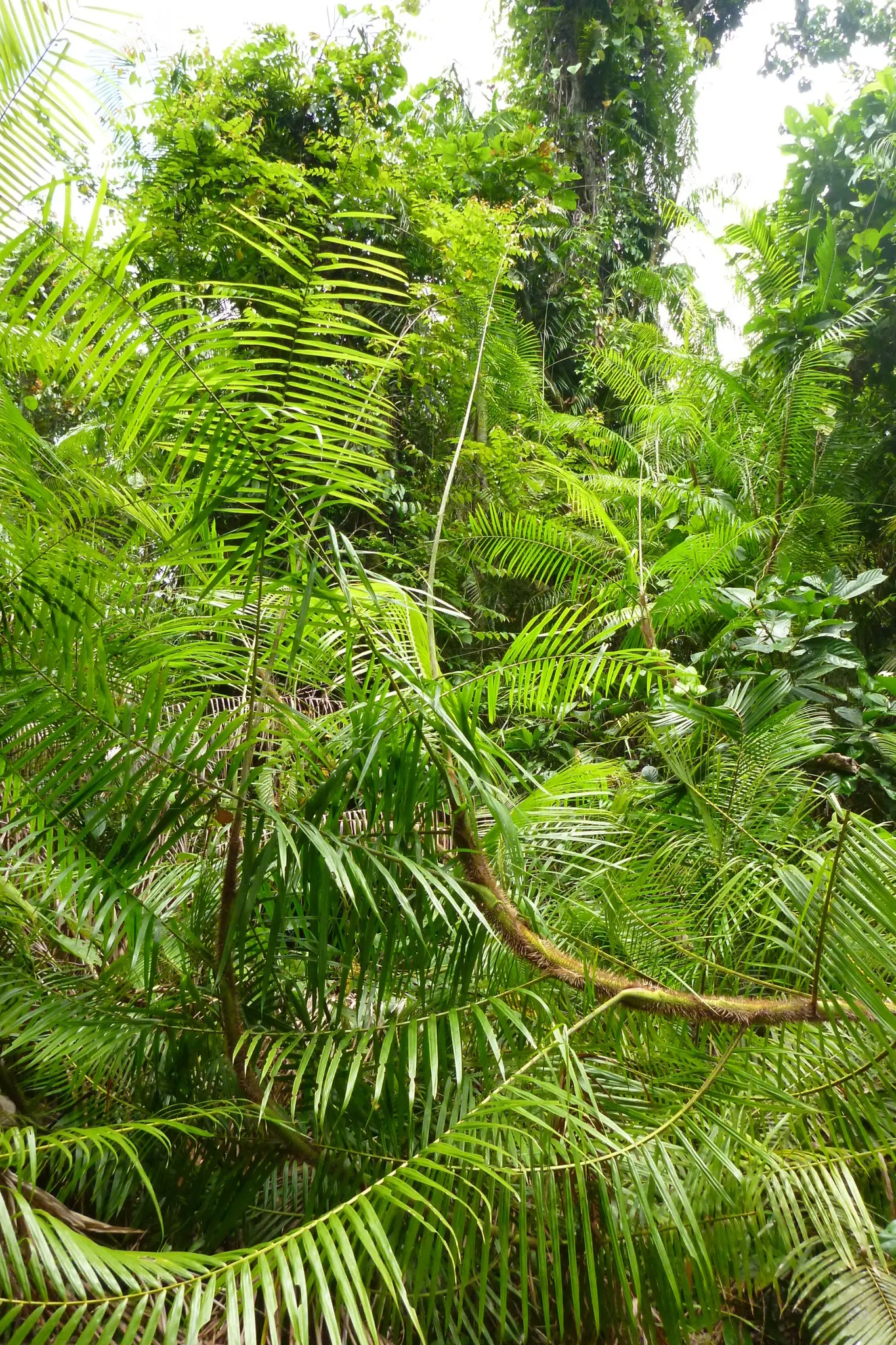 Sweet Flag (Acorus Calamus) — Notable for its ease of care and rhizomatous growth; ideal for water gardens, Sweet Flag's green-yellow flowers bloom in early