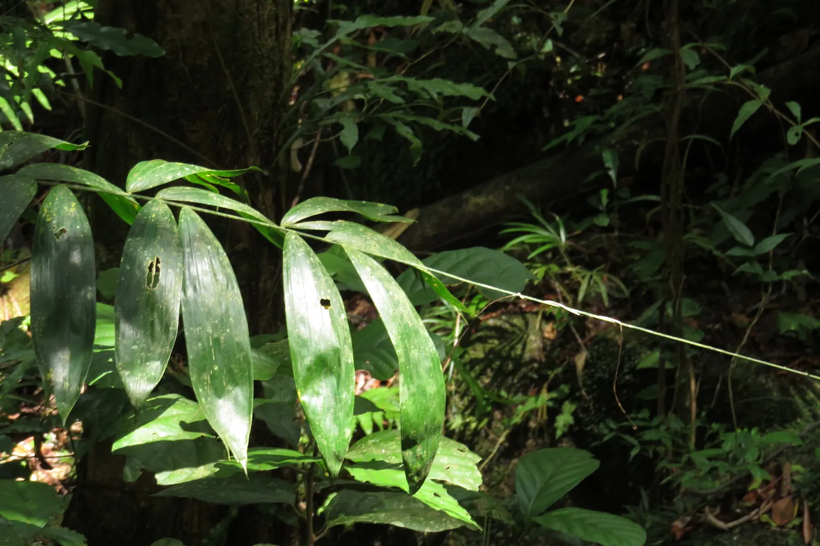 Sweet Flag (Acorus Calamus) — In spring to early summer; sweet Flag (Acorus calamus) is a perennial marsh plant featuring sword-shaped leaves and a fragrant