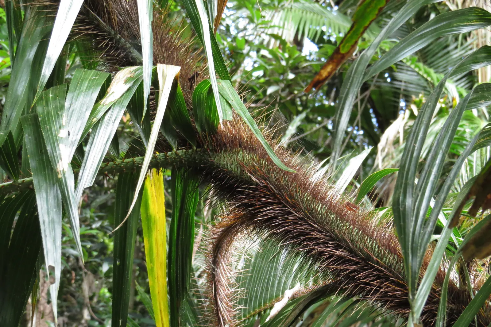 Sweet Flag (Acorus Calamus) — it blooms with understated
