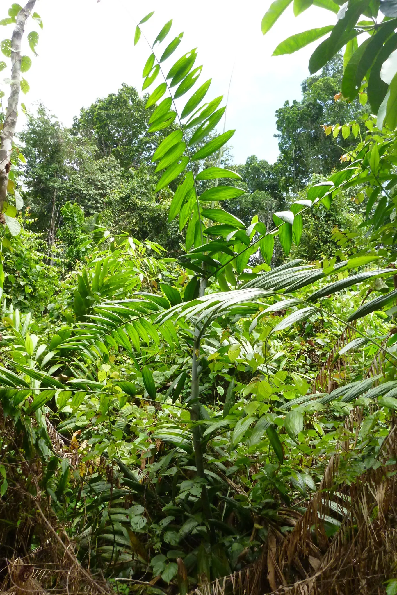 Sweet Flag (Acorus Calamus) — or in marshy areas where it can naturalize over time.<br><br>Maintenance is minimal