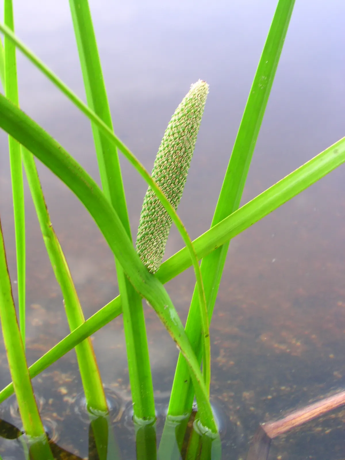 Sweet Flag (Acorus Calamus) — provides a vertical accent with its glossy; or in marshy areas where it can naturalize over time.<br><br>Maintenance is minimal