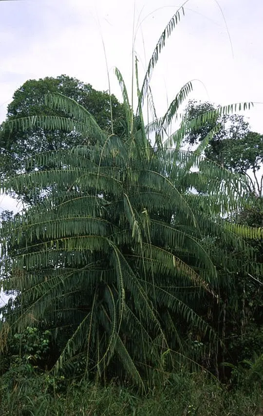 Sweet Flag (Acorus Calamus) — It typically grows 2-4 feet tall and thrives in wet soils, often along edges of ponds and streams; reaching heights of 2 to 4
