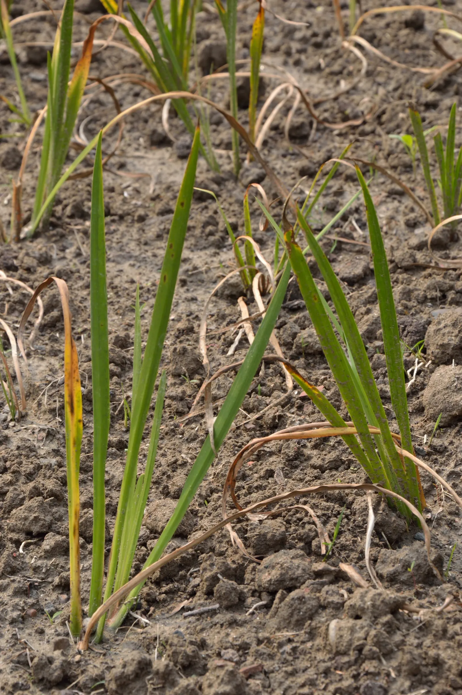 Sweet Flag (Acorus Calamus) — so caution is advised if pets or small children frequent the garden area; lending a sensory aspect to garden