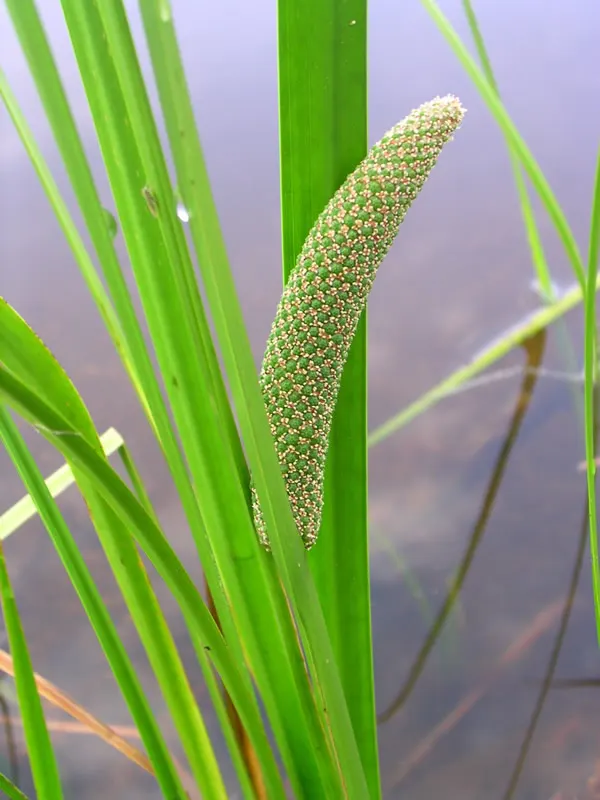 Sweet Flag (Acorus Calamus) — scientifically known as Acorus calamus; creeping rhizomes.<br><br>The foliage of Sweet Flag